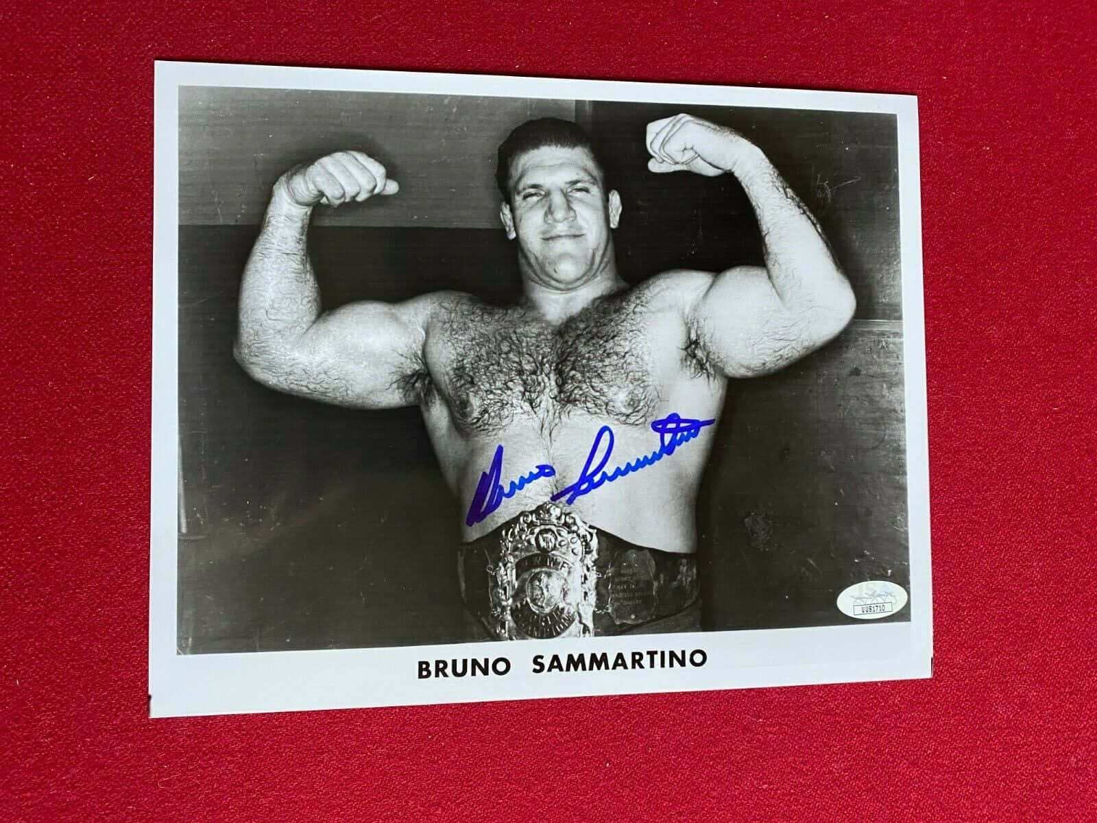 Bruno Sammartino, black and white photograph, blue ink, HD Desktop Wallpaper