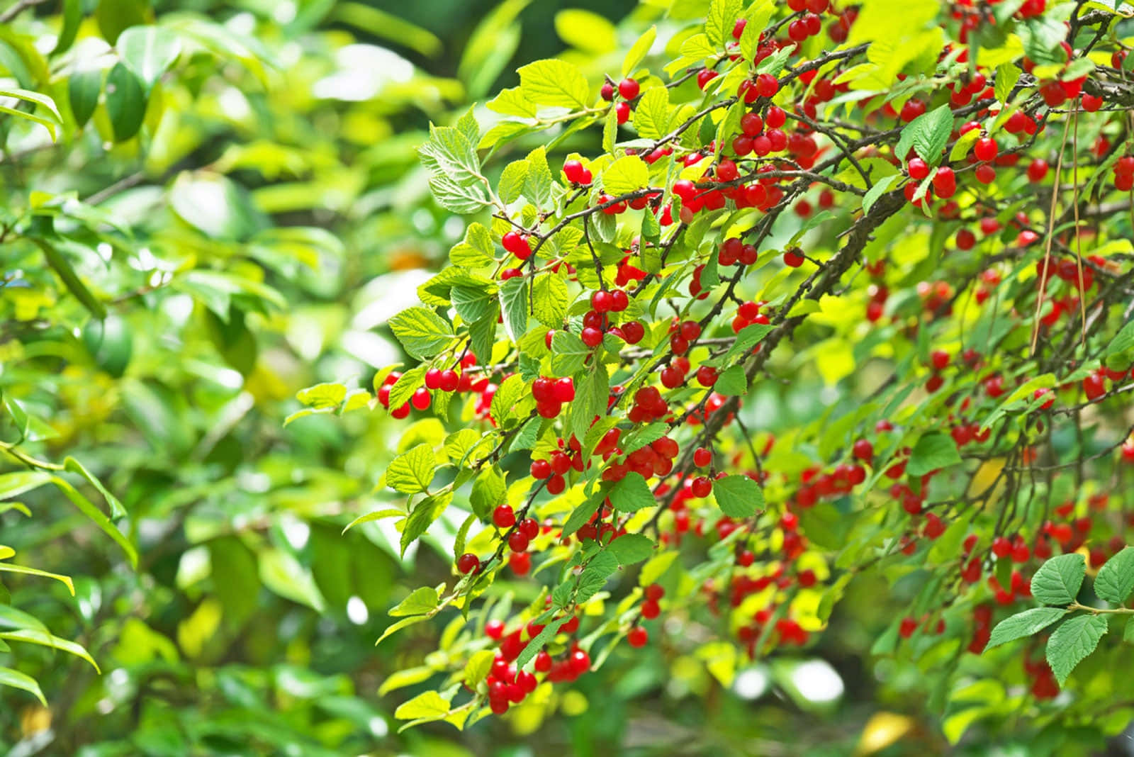 Delicate Edible Brush Cherry Plant, vibrant red berries, leafy branches, HD Desktop Wallpaper
