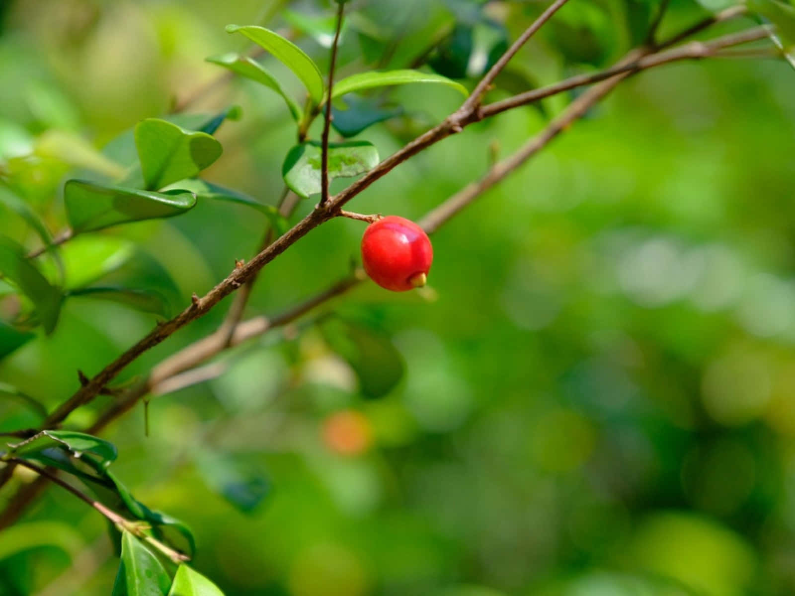 Brush Cherry, vibrant red berry, slender branch, HD Desktop Wallpaper