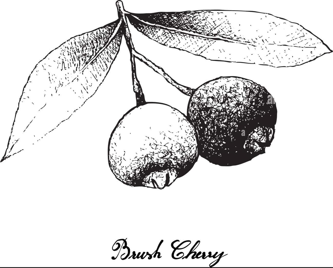 Brush Cherry, black and white sketch, textured leaves, HD Desktop Wallpaper