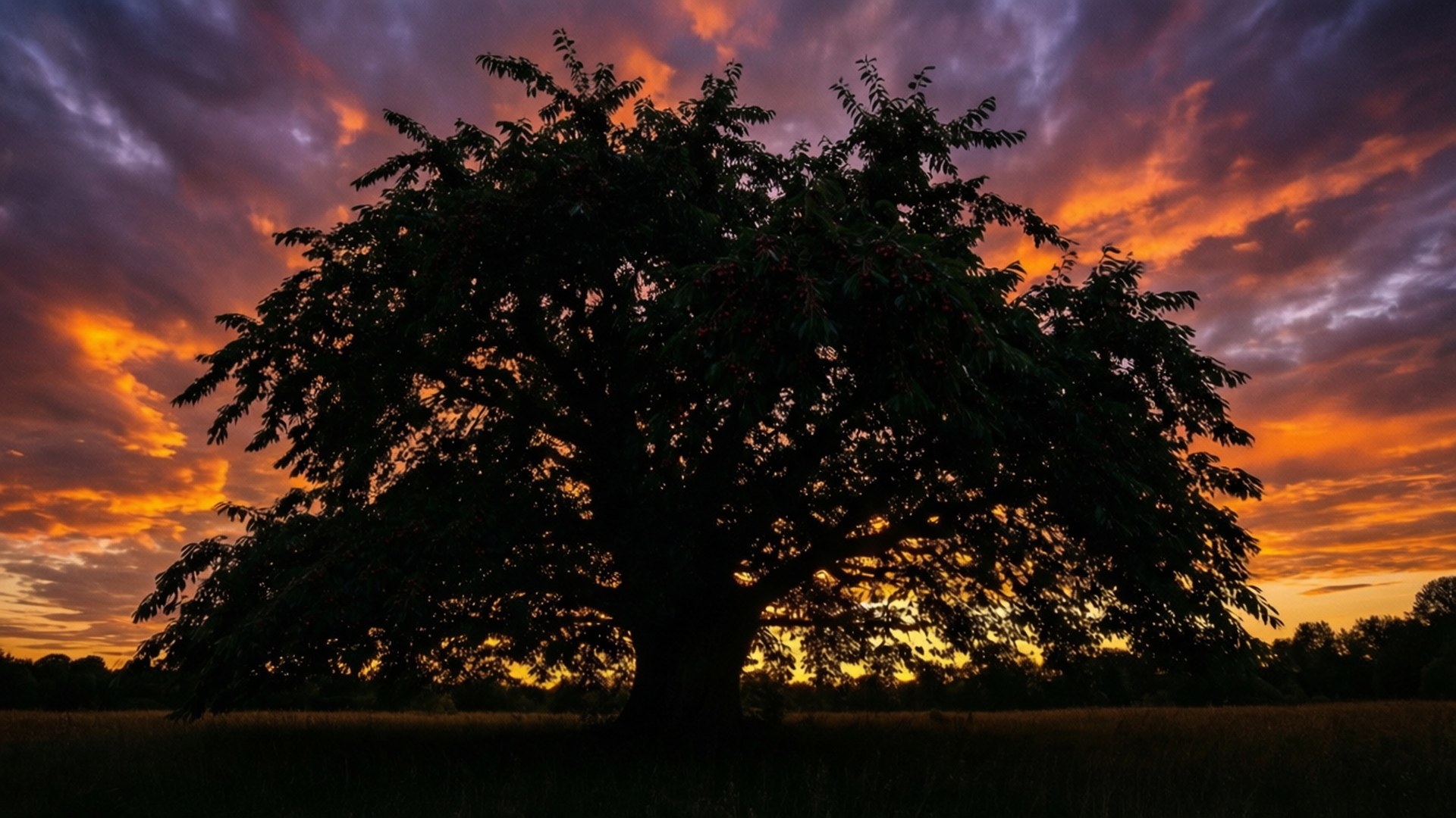 Brush Cherry, sunset, silhouette, Full HD Desktop Wallpaper