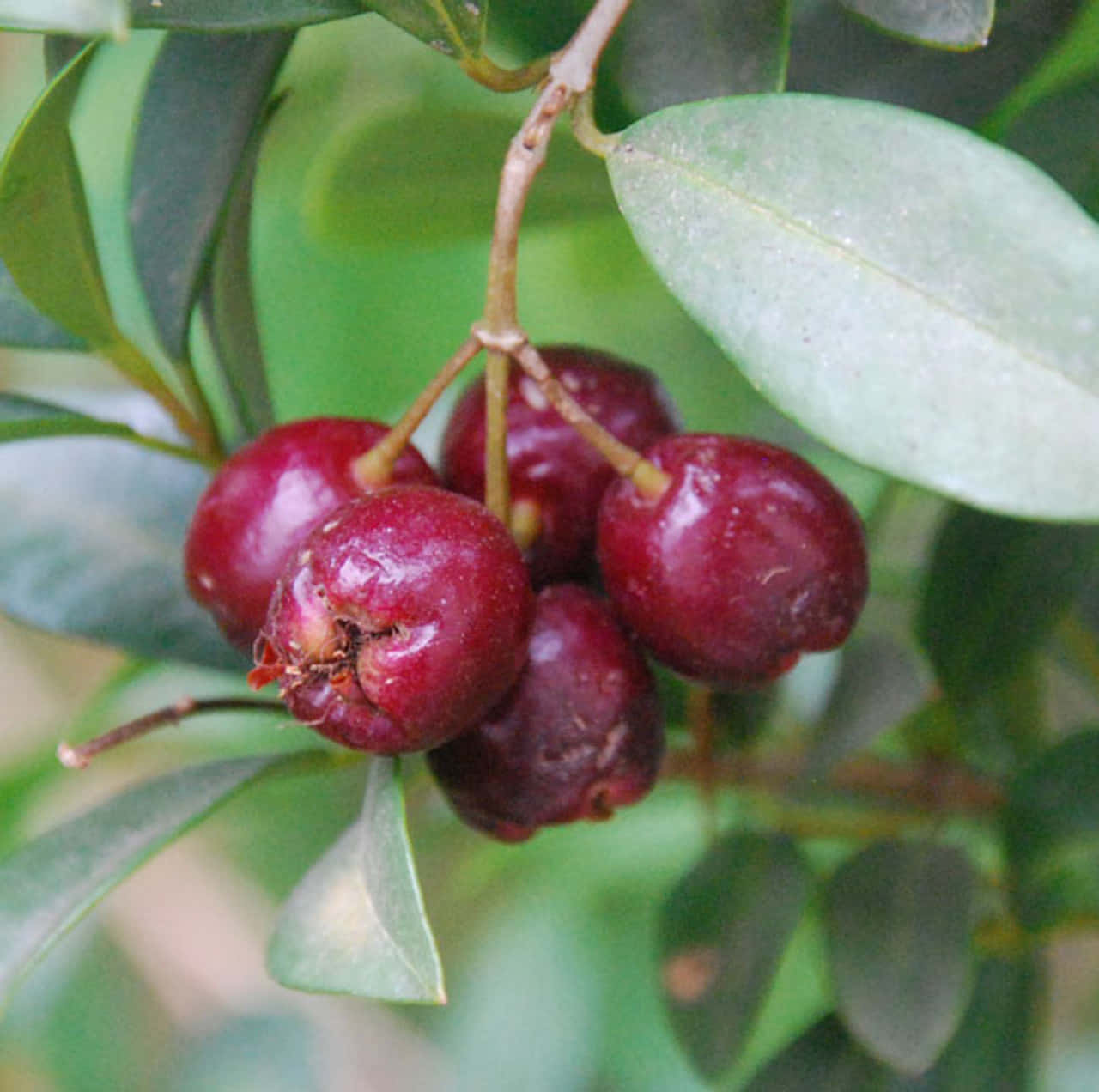 edible brush cherry plant, ripe glossy red berries, lush green leaves, HD Desktop Wallpaper