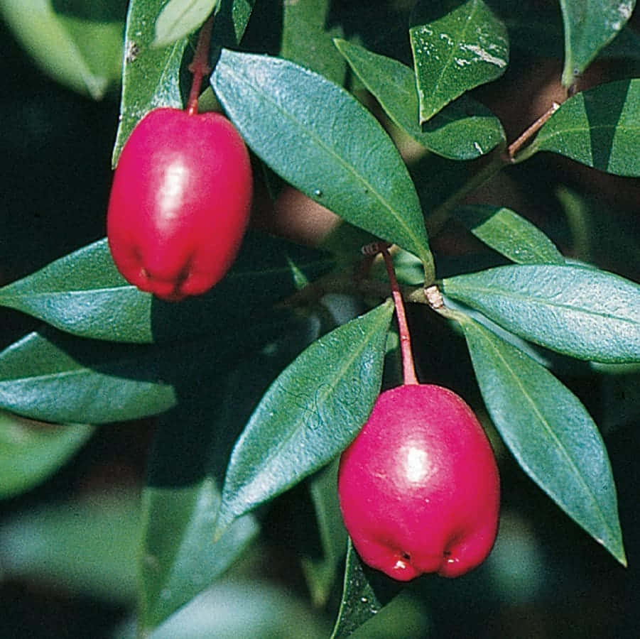 Brush Cherry, lance-shaped leaves, glossy red guavas, SD Desktop Wallpaper