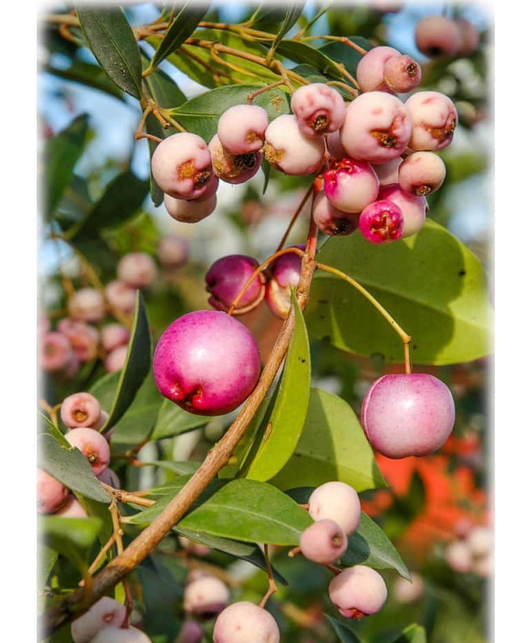 Pale Pink Brush Cherry Plant, glossy pink and white berries, vibrant green leaves, SD Phone Wallpaper
