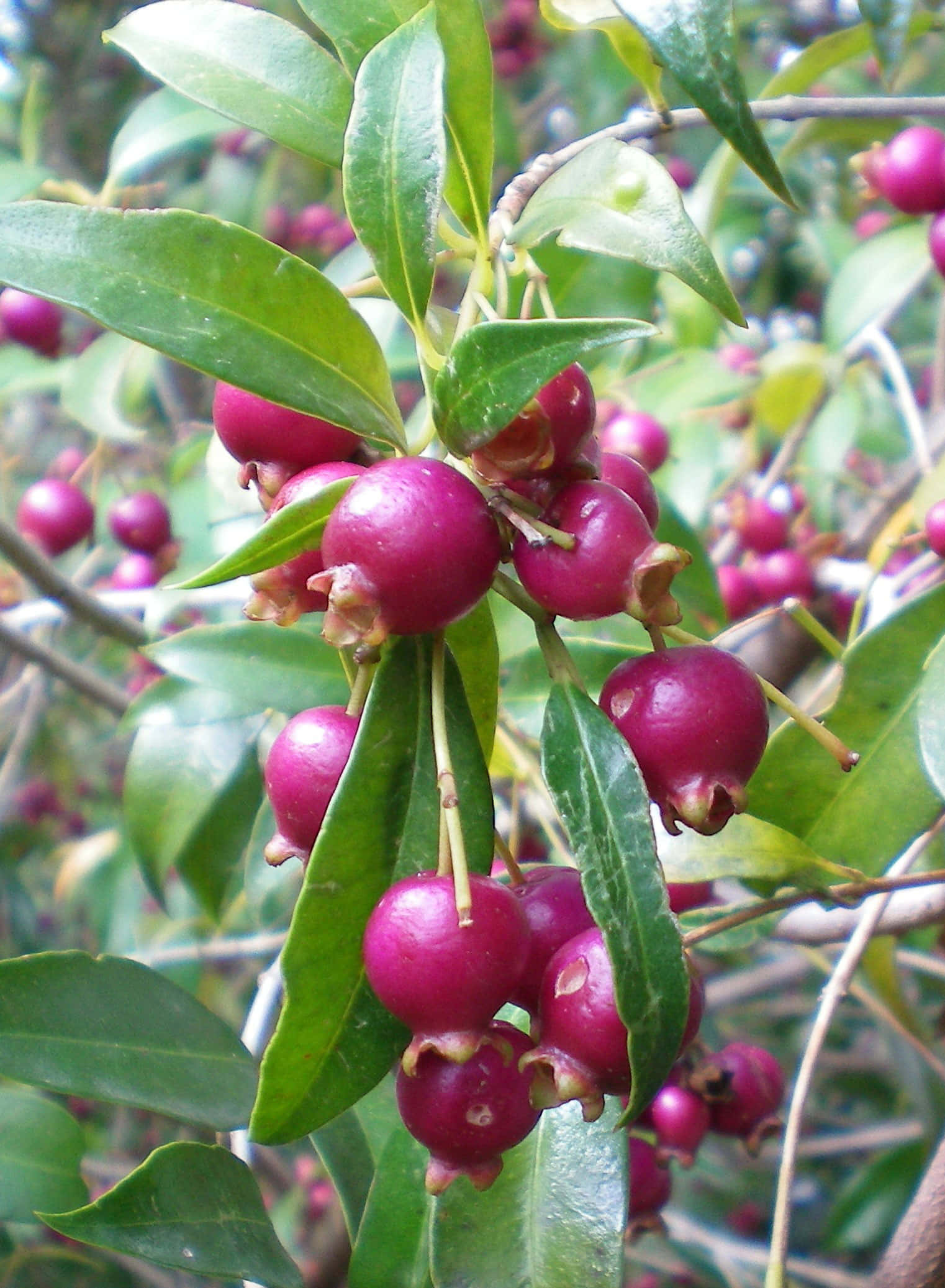 magenta colored edible brush cherry, vibrant magenta berries, glossy green leaves, Full HD Phone Wallpaper