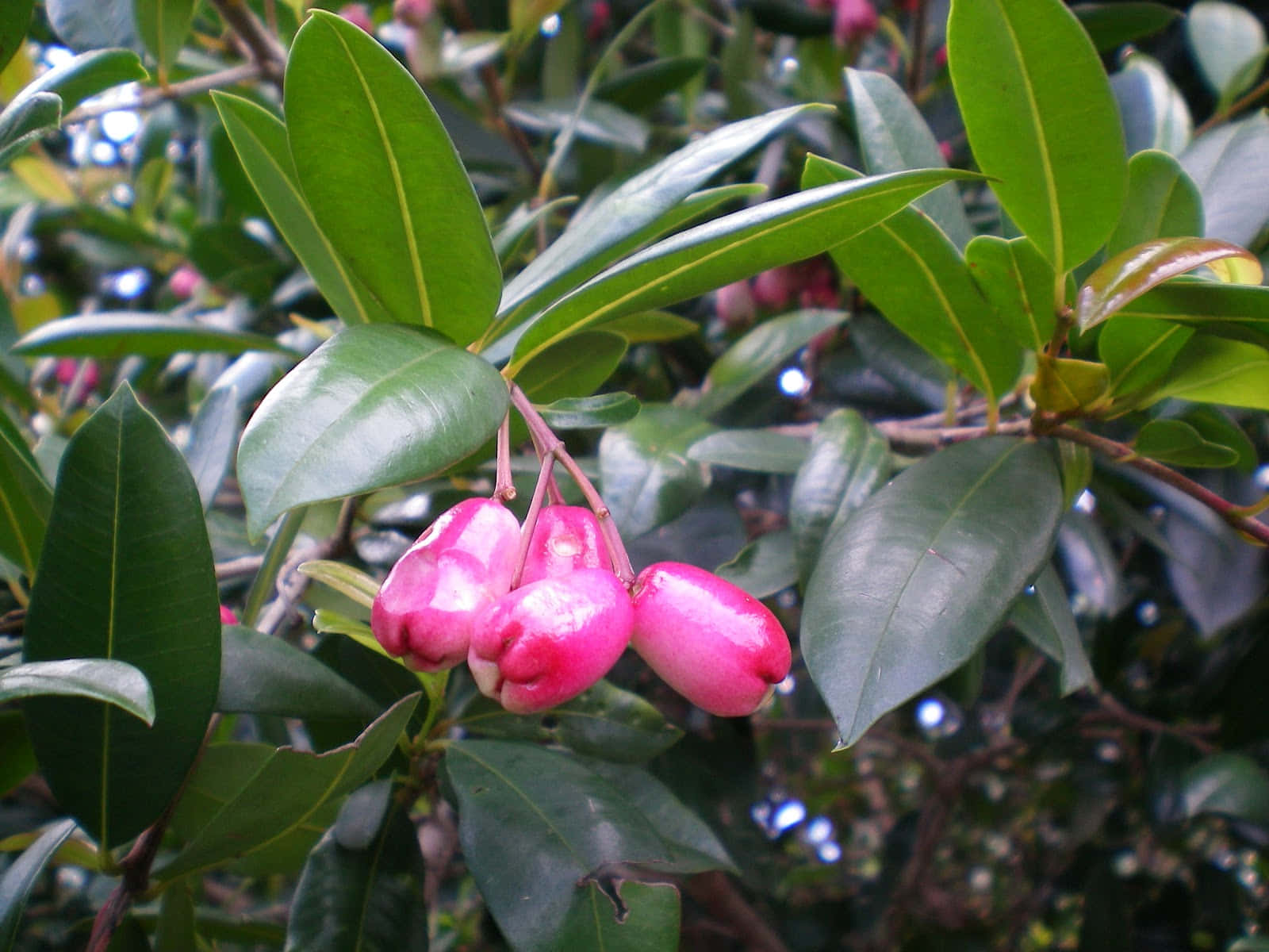 Brush Cherry, vibrant pink rose apples, glossy green leaves, HD Desktop Wallpaper