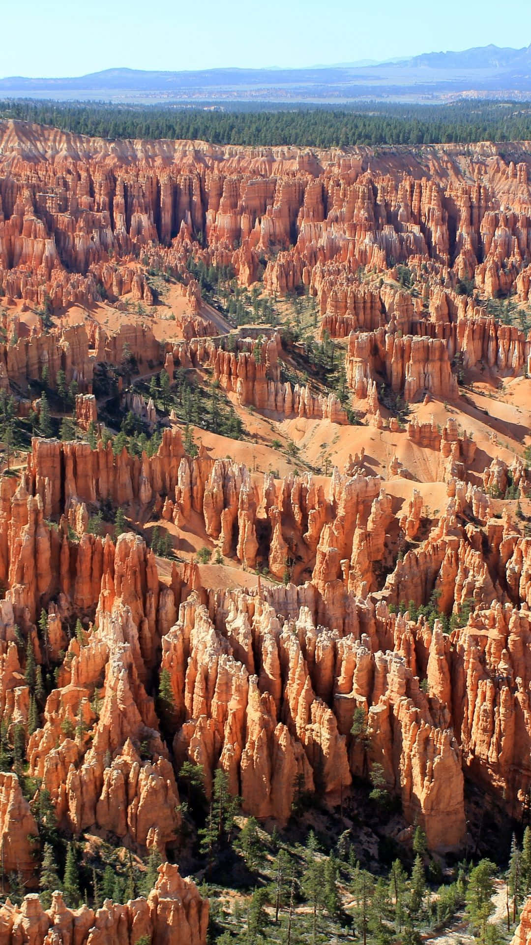 Bryce Canyon National Park, orange hoodoos, forested valley, Full HD Phone Wallpaper