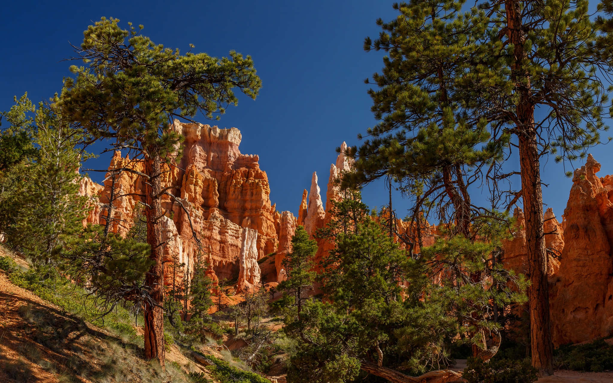 Bryce Canyon National Park, orange hoodoos, clear blue sky, Full HD Desktop Wallpaper
