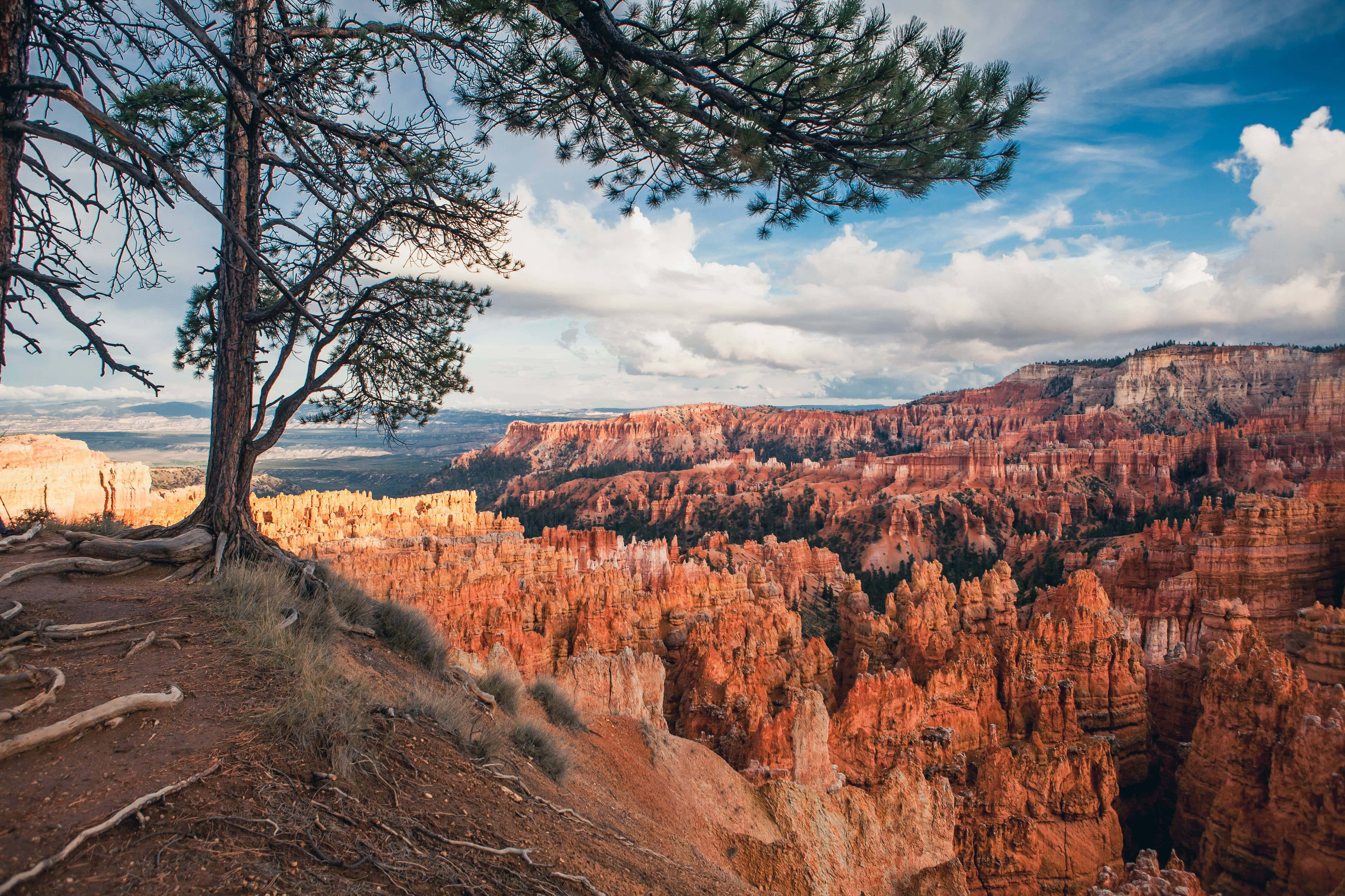 Bryce Canyon National Park, hoodoos, pine tree, 5K Desktop Wallpaper