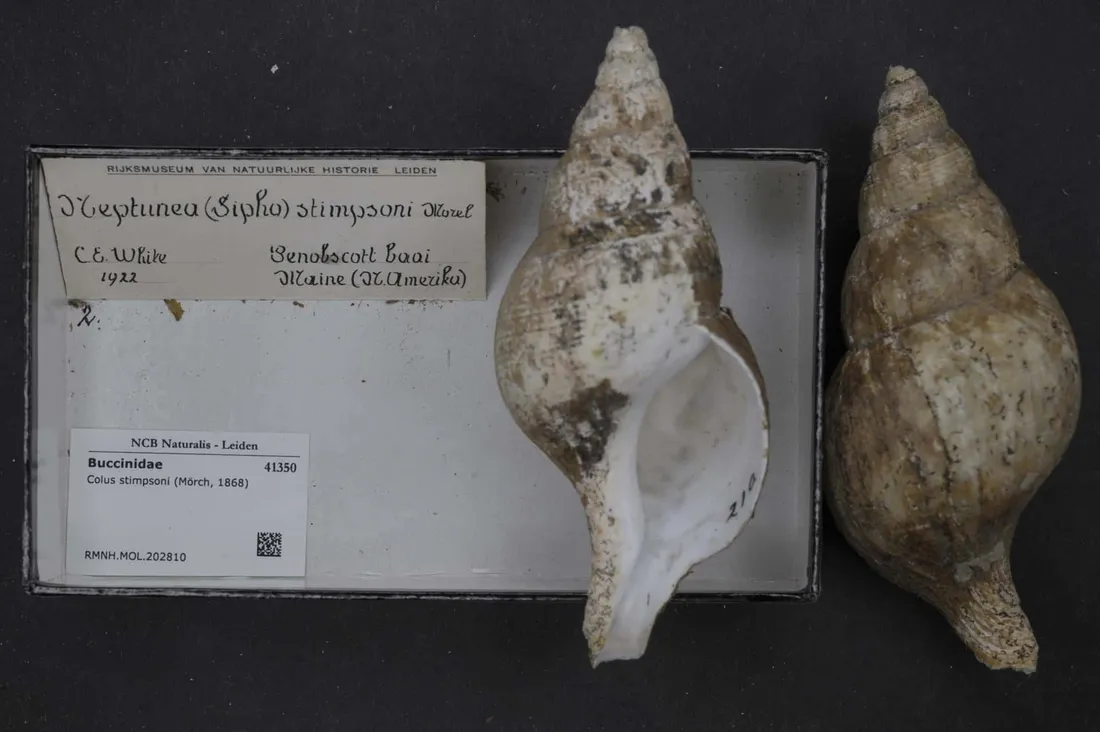 Buccinidae