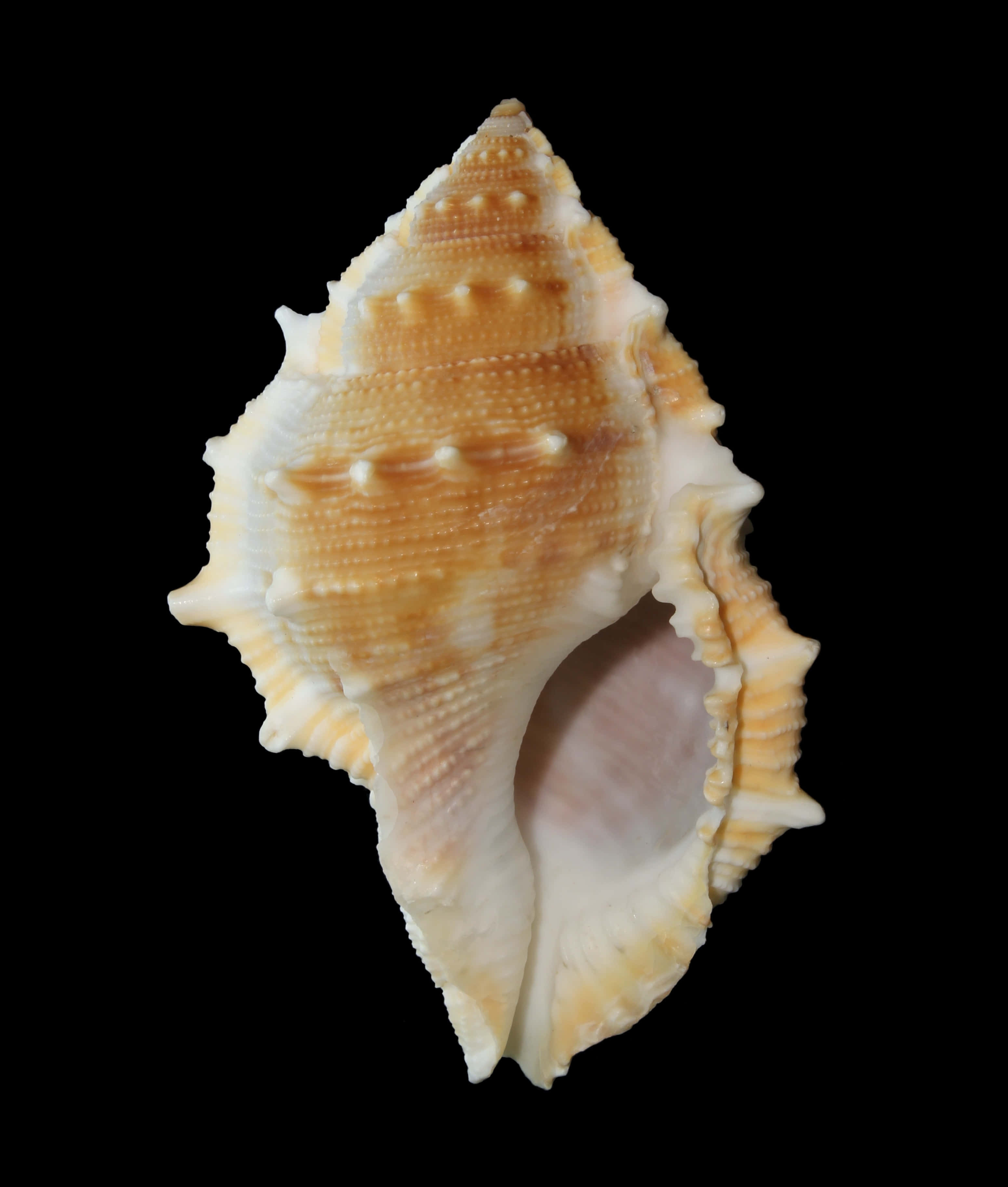 Buccinidae, whelk shell, creamy orange hues, 2K Phone Wallpaper