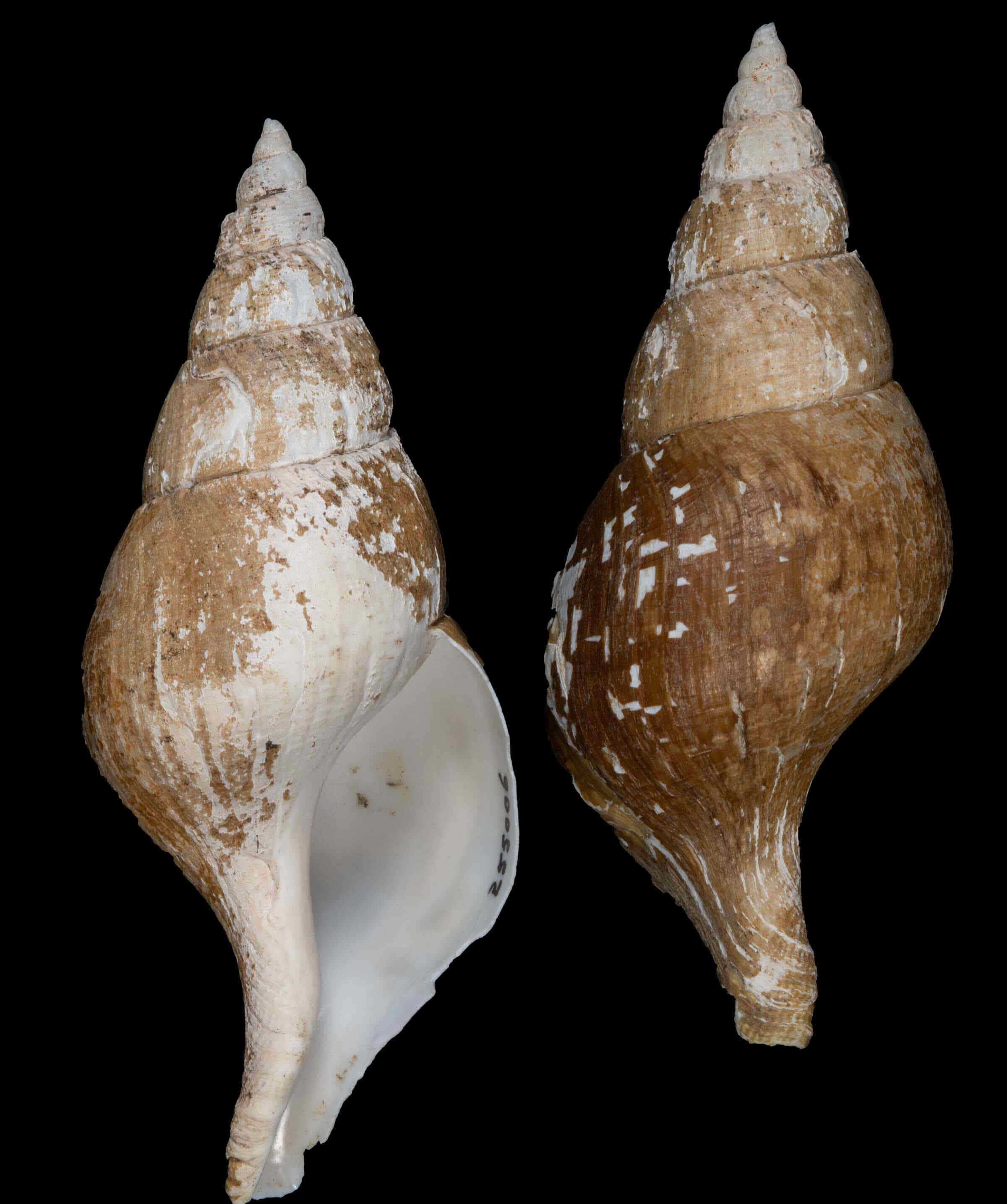 Buccinidae, whelk shells, brown and white mottled patterns, 2K Phone Wallpaper