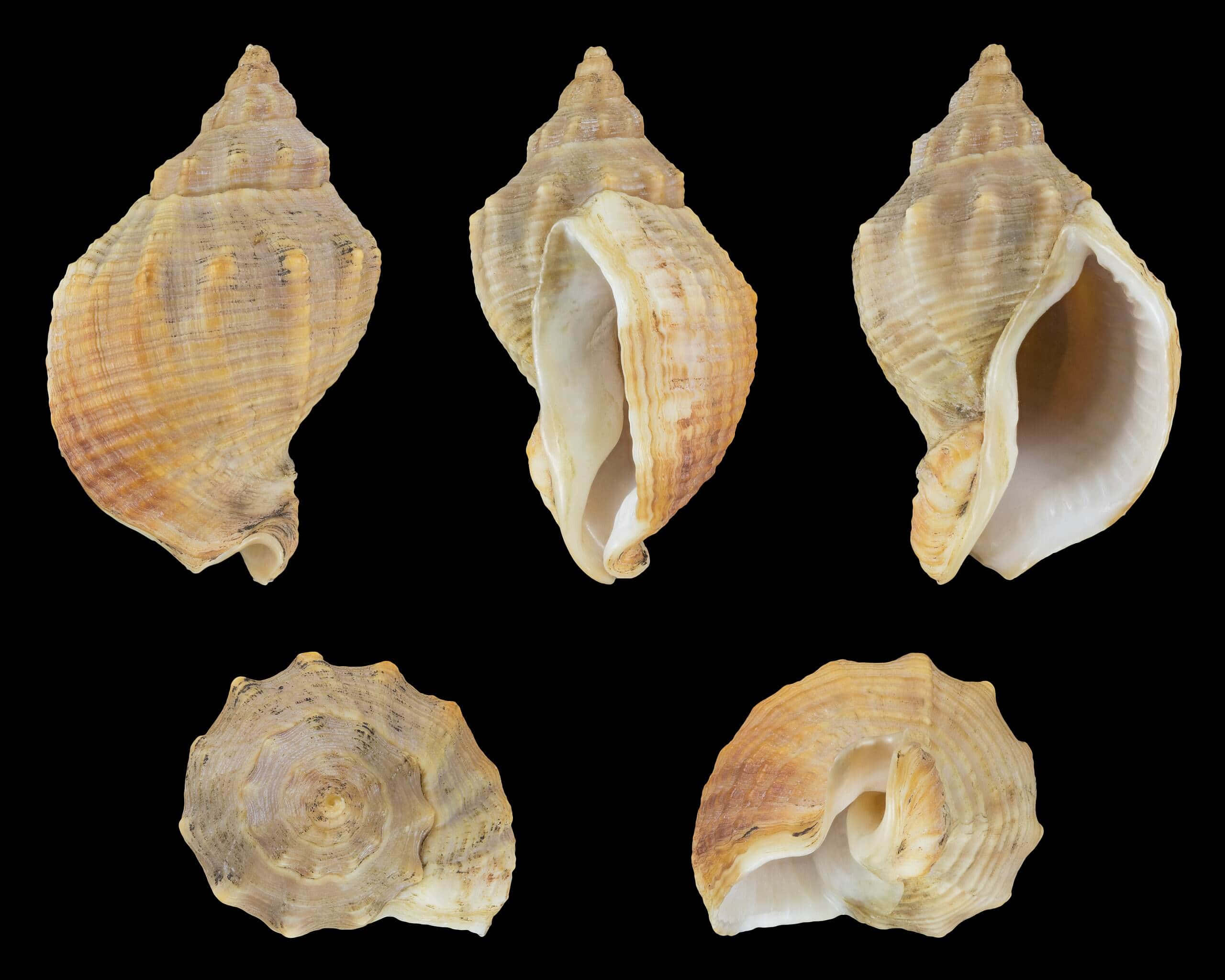 Buccinidae, whelk shells, spiral seashell, 2K Desktop Wallpaper