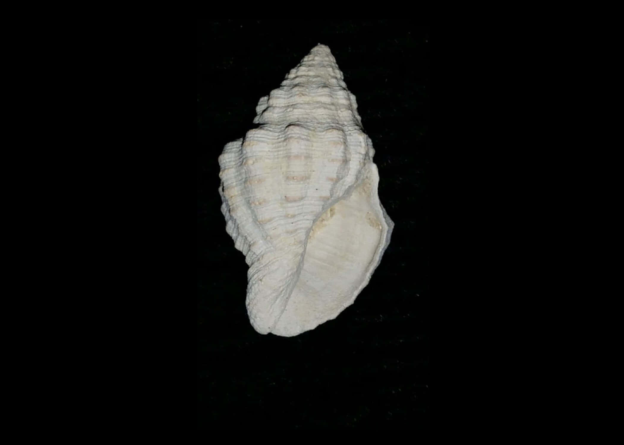 Buccinidae, whelk shell, white seashell, Full HD Desktop Wallpaper