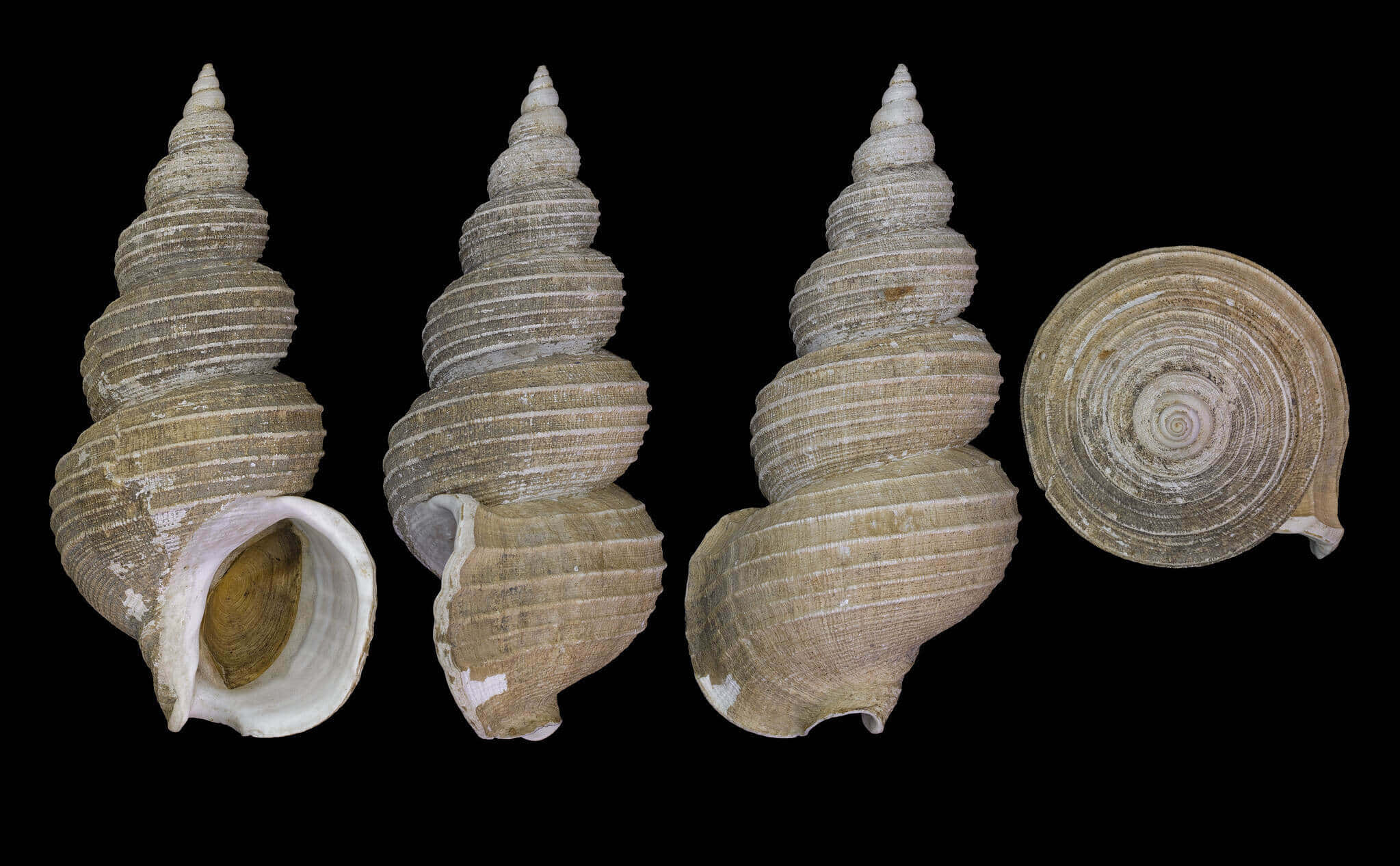 Buccinidae, whelk shells, spiral seashells, Full HD Desktop Wallpaper