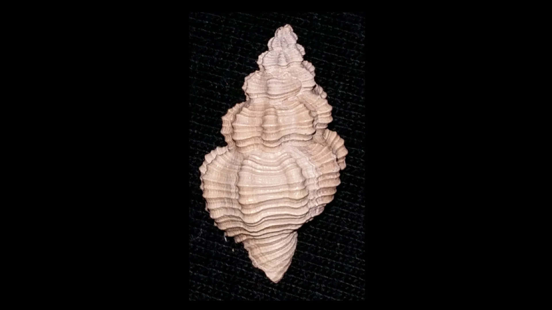 Buccinidae, whelk shell, beige spiral seashell, Full HD Desktop Wallpaper