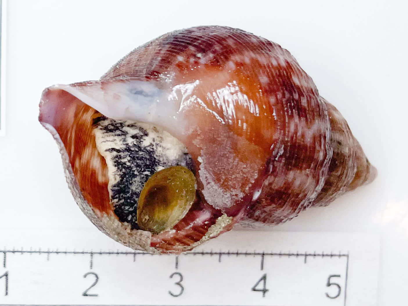 Buccinidae, glossy reddish-brown spiral seashell, white interior, HD Desktop Wallpaper