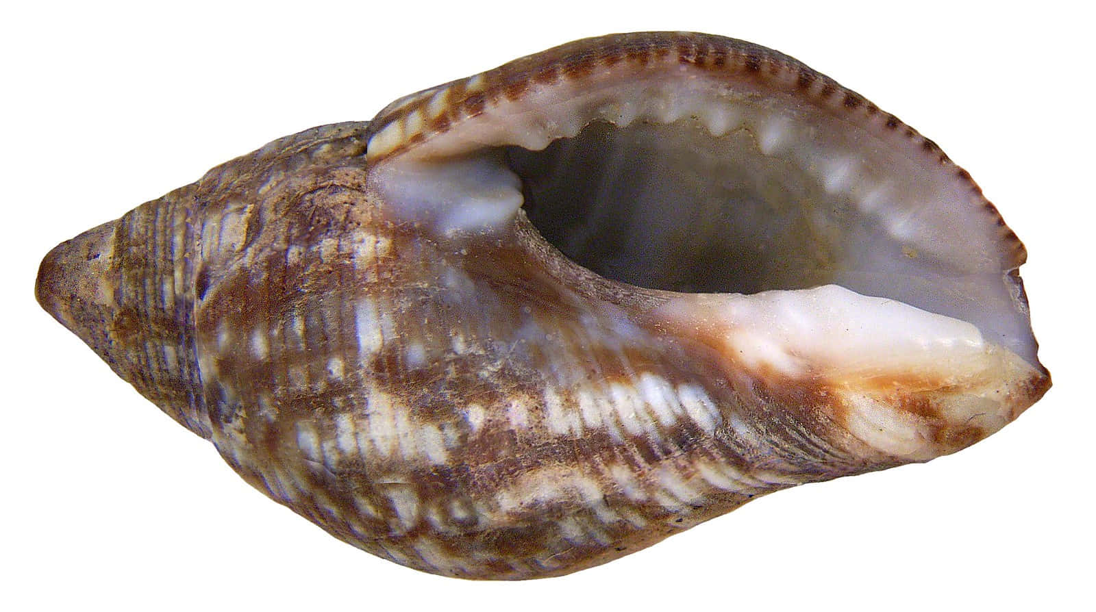 Buccinidae, whelk shell, brown and white striped, HD Desktop Wallpaper