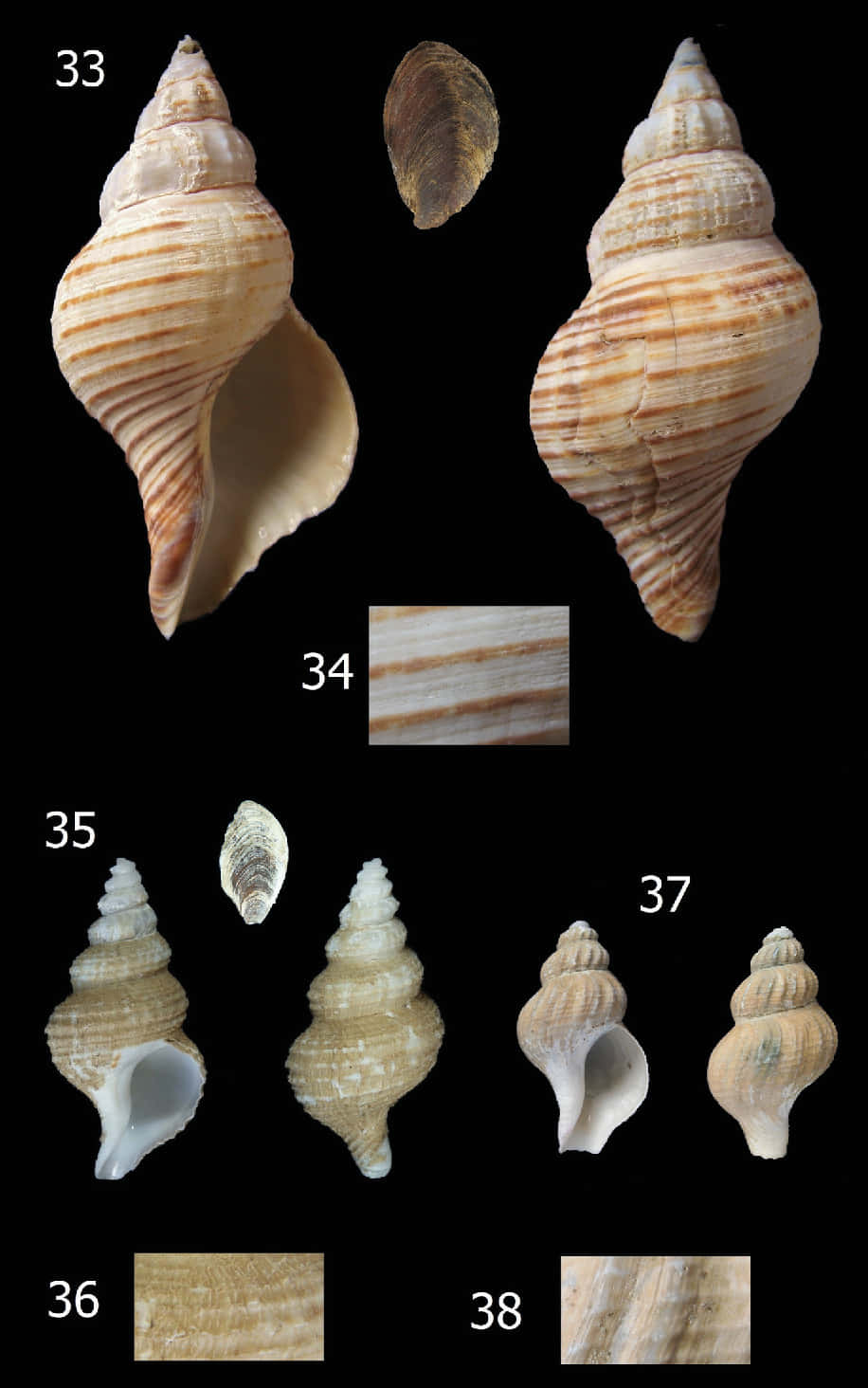 Buccinidae, seashell specimens, black background, HD Phone Wallpaper