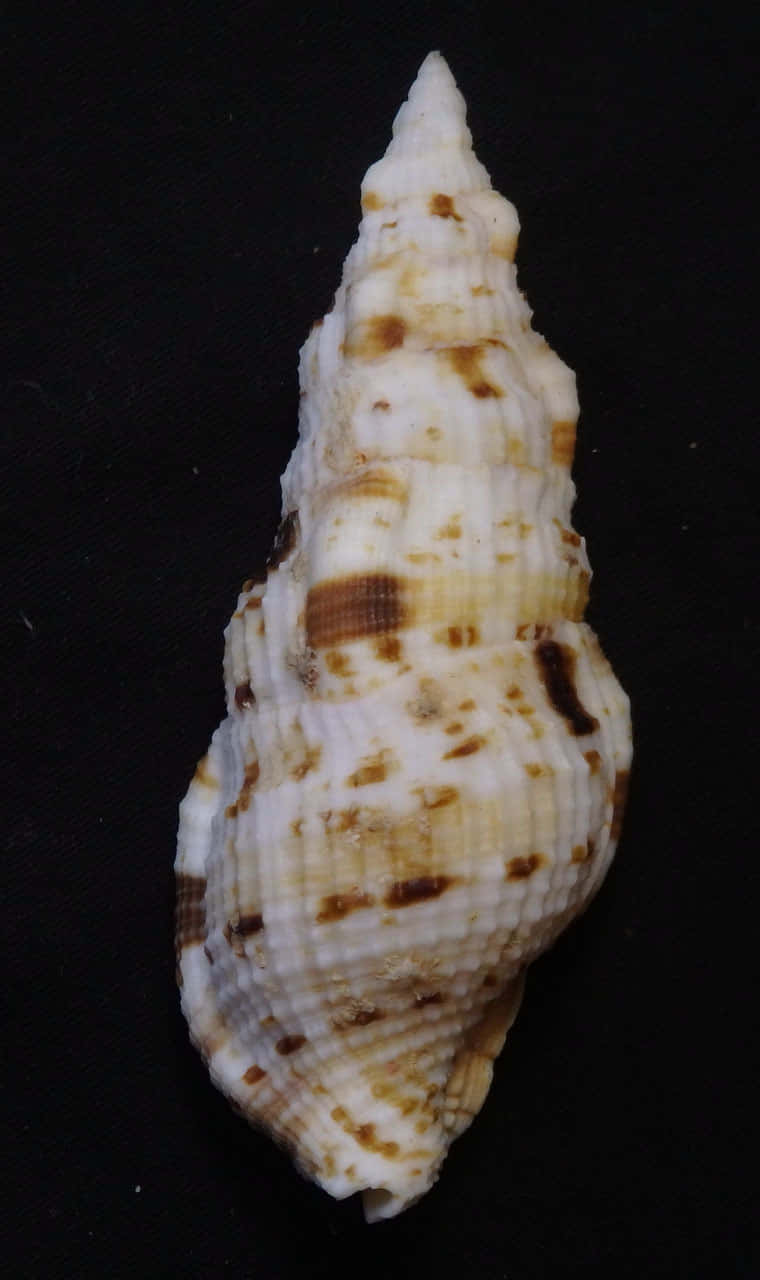 Buccinidae, whelk shell, cream and brown spots, HD Phone Wallpaper