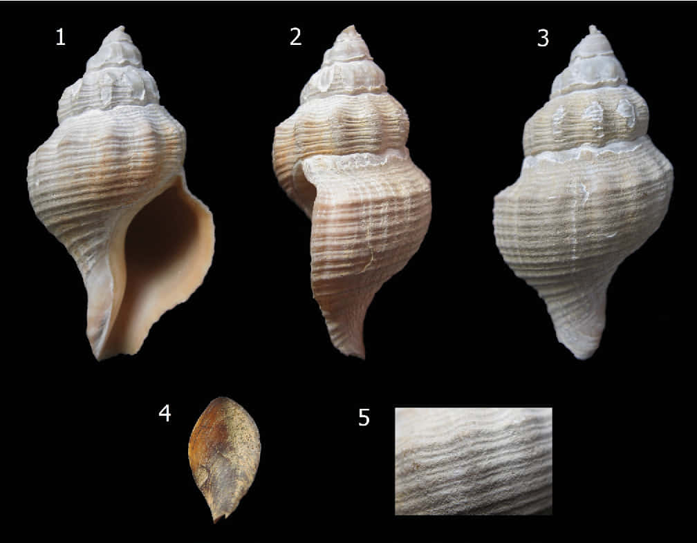Buccinidae, spiral seashells, detached shell fragment, SD Desktop Wallpaper