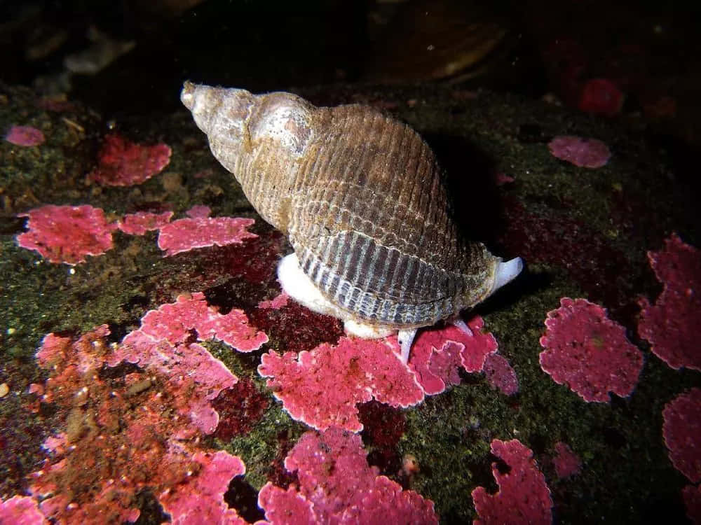Buccinidae, spiral seashell, brown ridges, SD Desktop Wallpaper