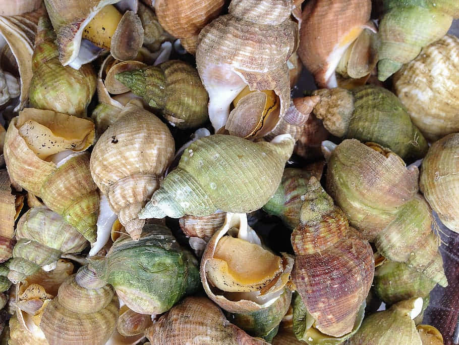 Buccinidae, assorted sea shells, earthy tones, SD Desktop Wallpaper