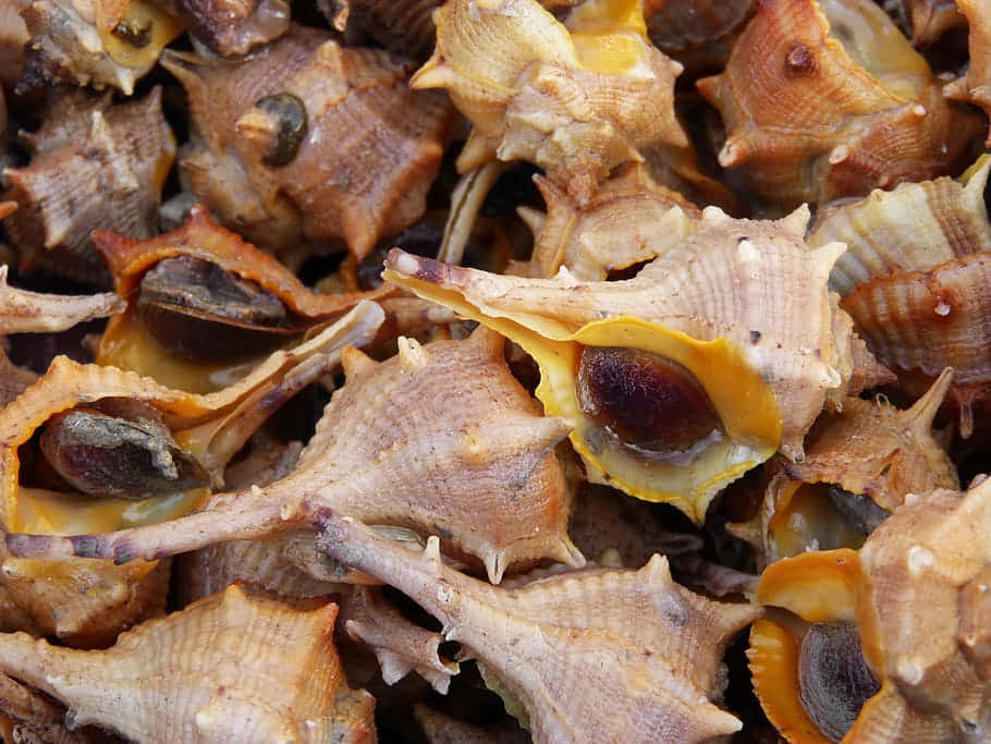 Buccinidae, spiky brown and yellow sea shells, dark interiors, SD Desktop Wallpaper