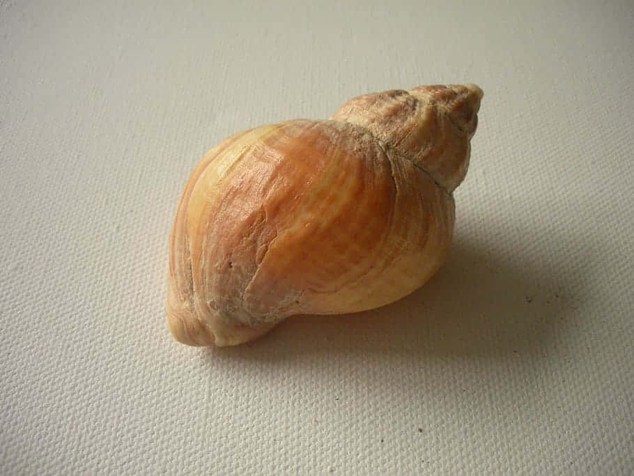Buccinidae, whelk shell, warm peach, SD Desktop Wallpaper