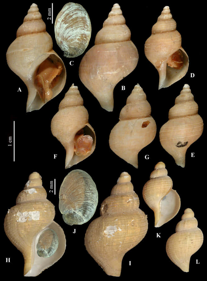 Buccinidae, beige, spiral seashells, SD Phone Wallpaper