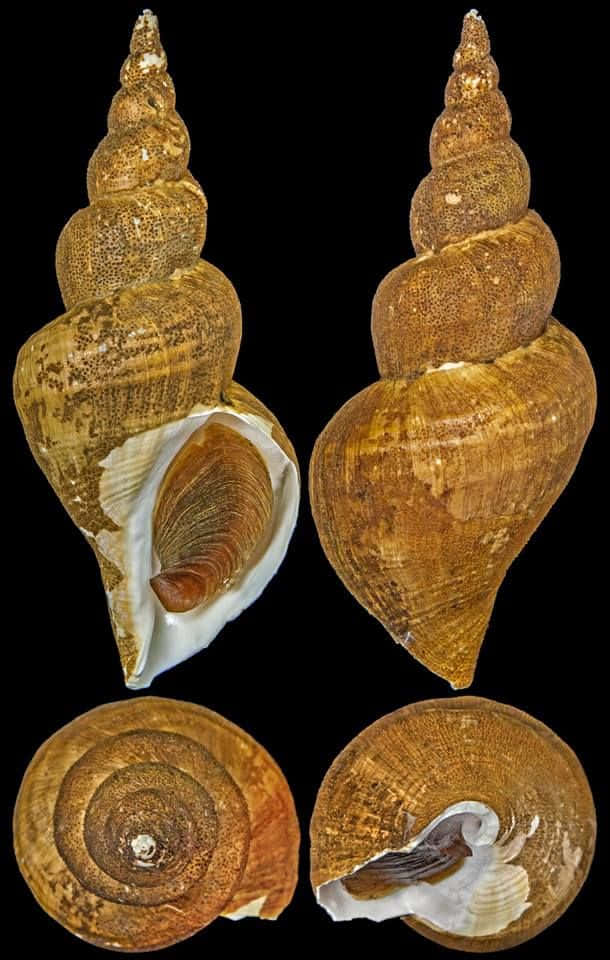 Buccinidae, whelk shells, brown spiral seashell, SD Phone Wallpaper