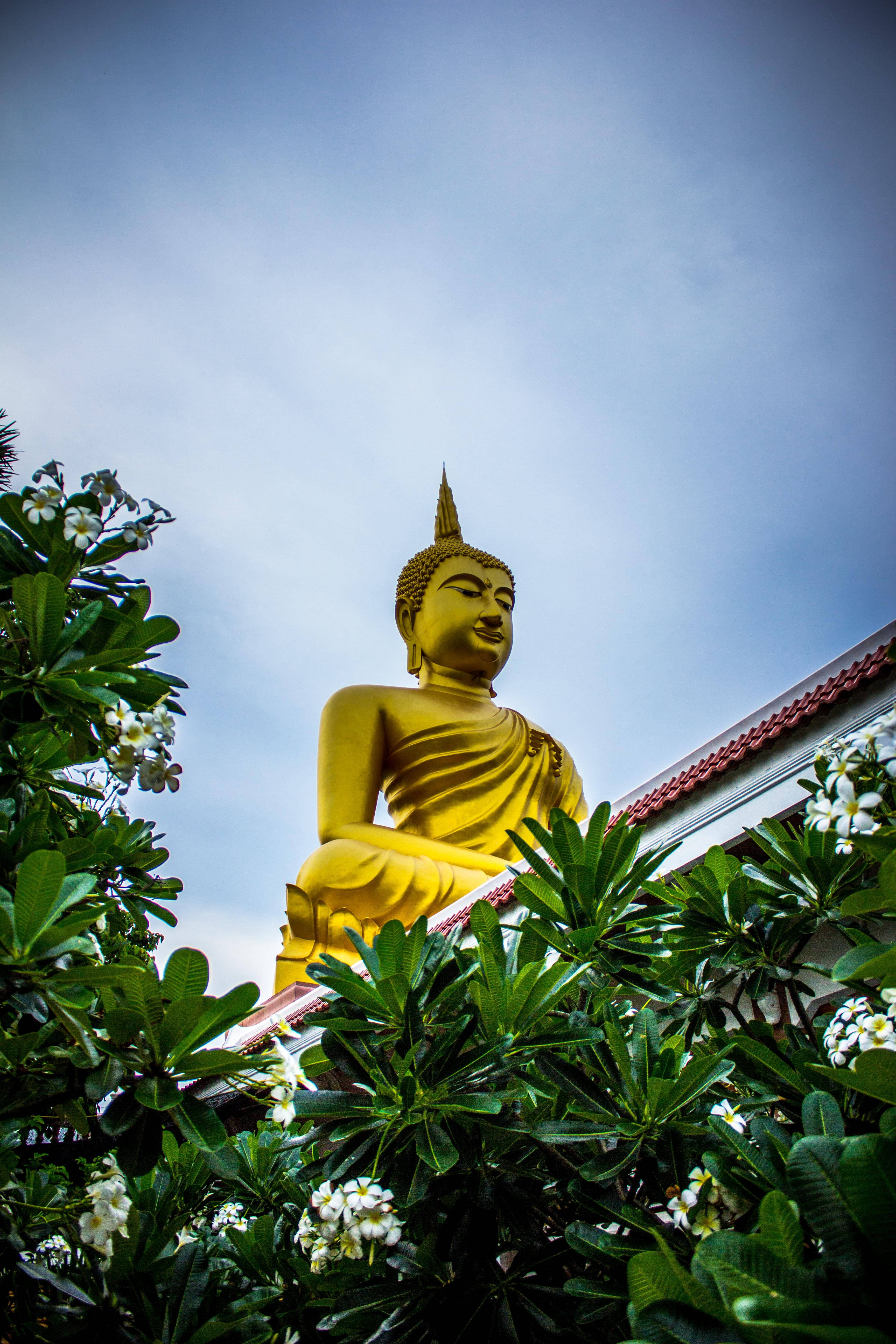 Golden Buddha, lush green foliage, white flowers, 5K Phone Wallpaper