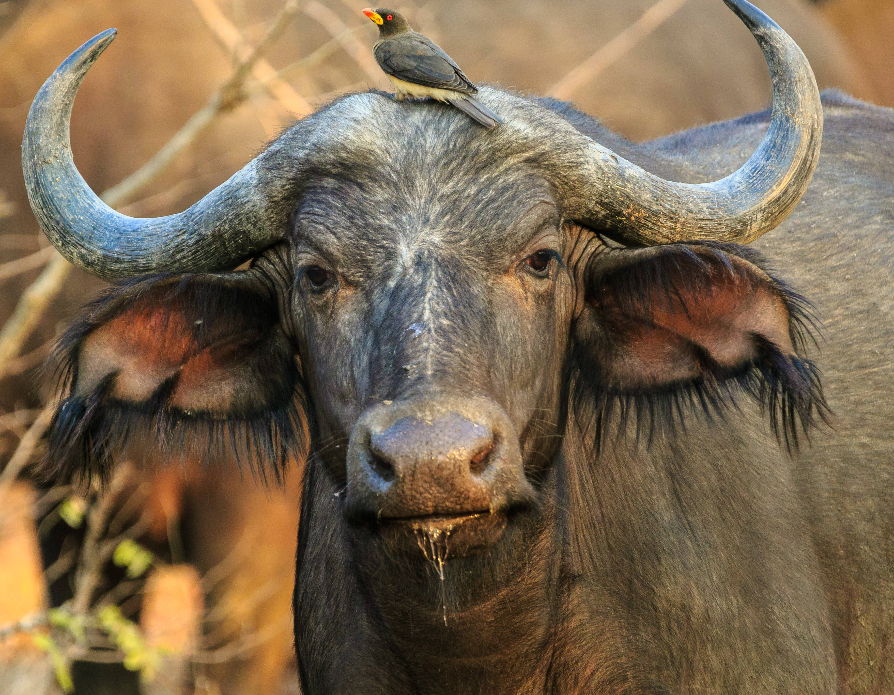 buffalo, curved horns, small bird, 2K Desktop Wallpaper