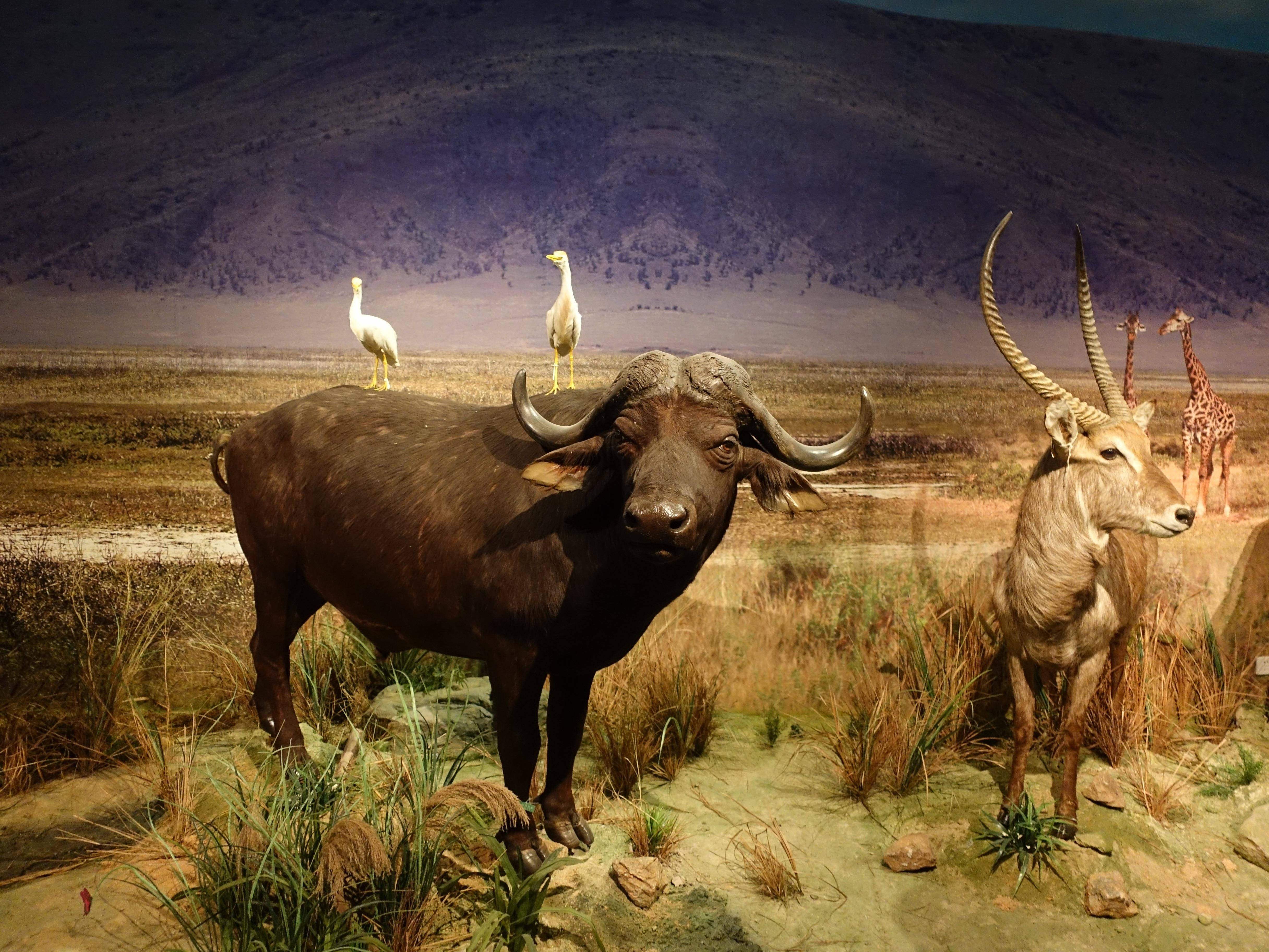 buffalo, white birds, antelope, 4K Desktop Wallpaper