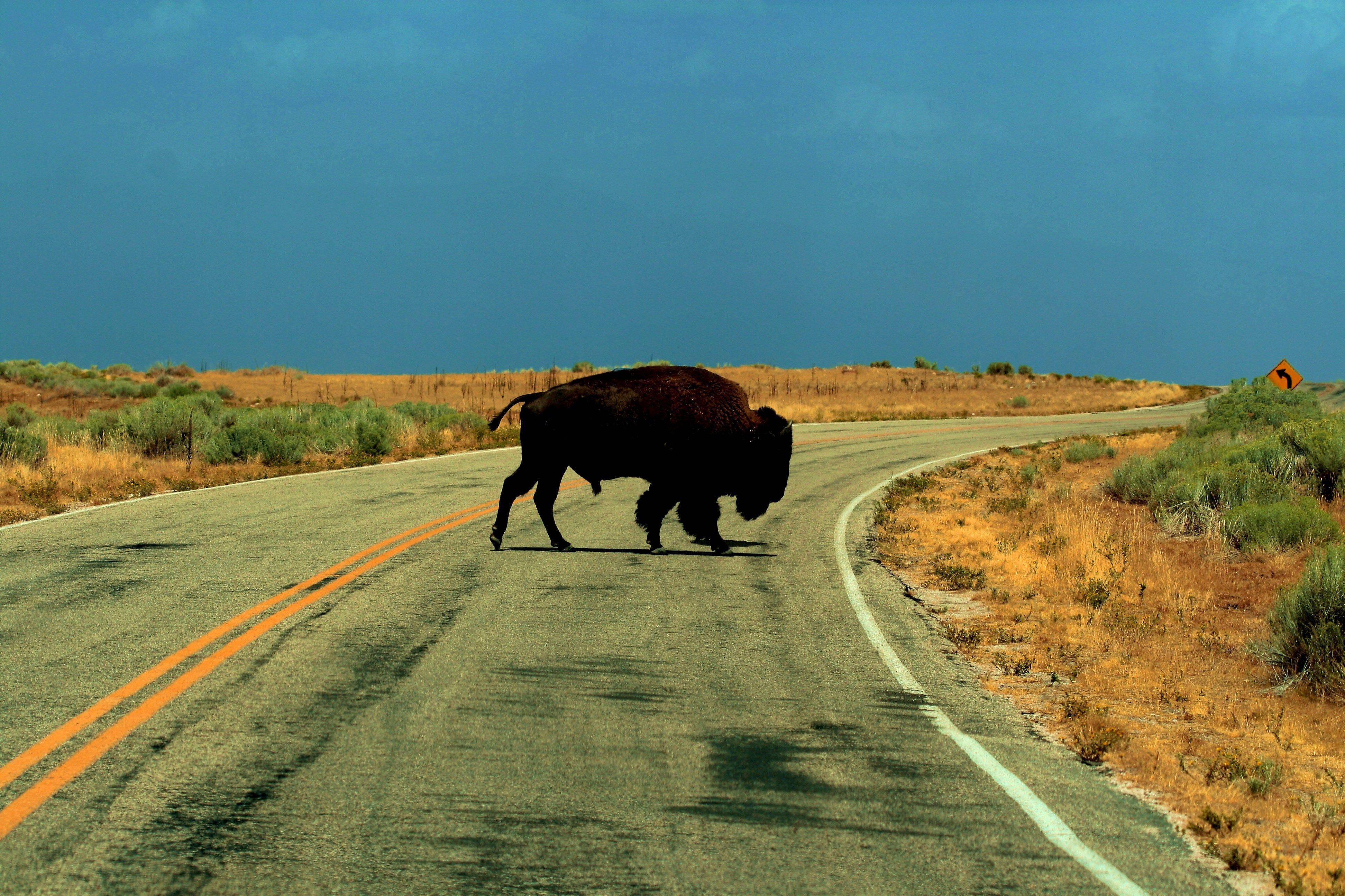 Buffalo, Scenic Road, Winding Asphalt Road, 4K Desktop Wallpaper