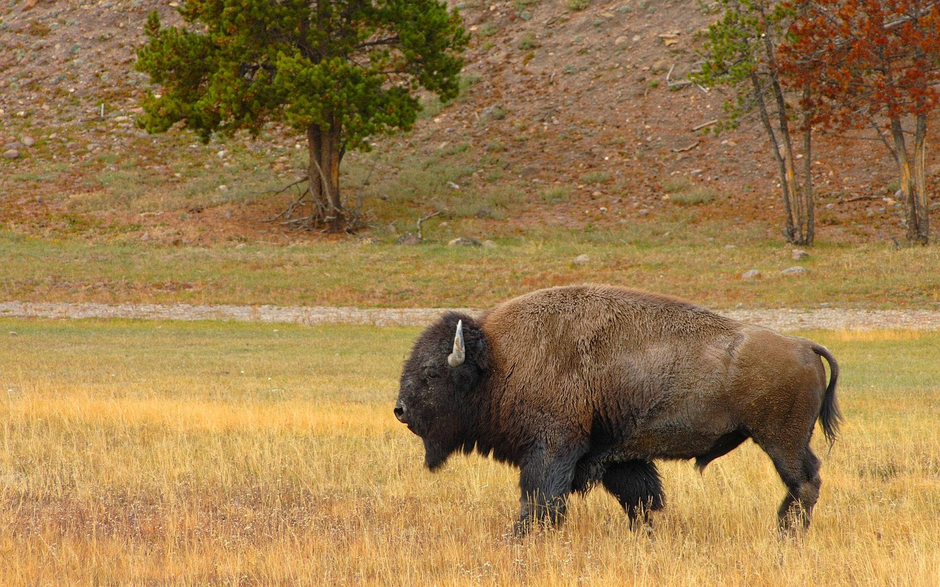 buffalo, shaggy brown fur, curved horns, Full HD Desktop Wallpaper