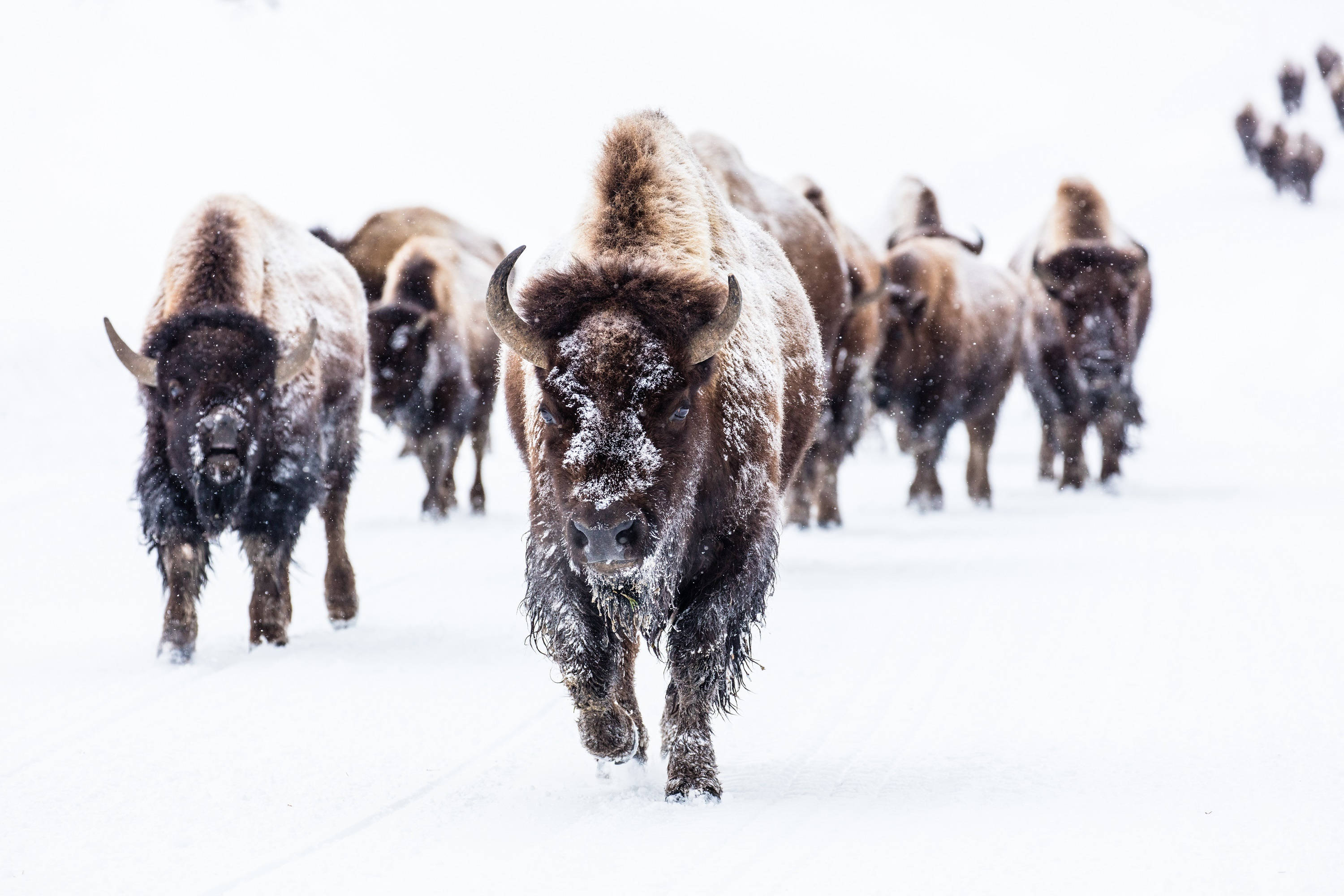 roaming buffalo herd, bison, blizzard, 2K Desktop Wallpaper