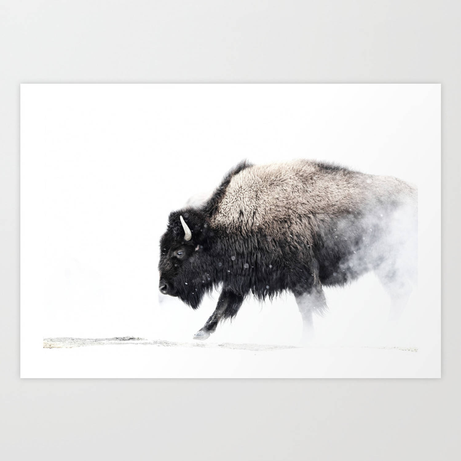 Buffalo, snowy landscape, steam rising from its body, HD Desktop Wallpaper