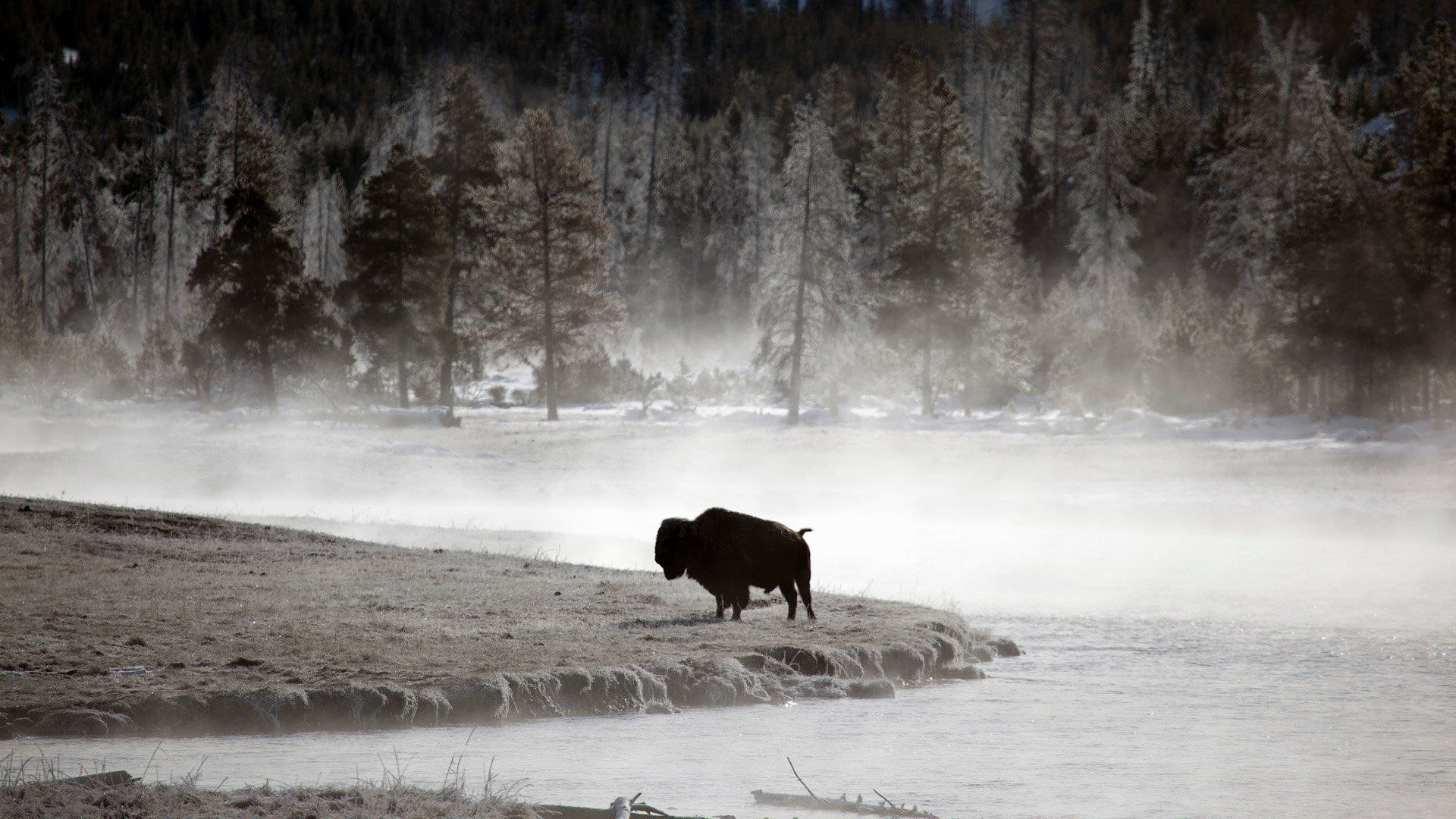 Buffalo, winter, misty riverbank, Full HD Desktop Wallpaper