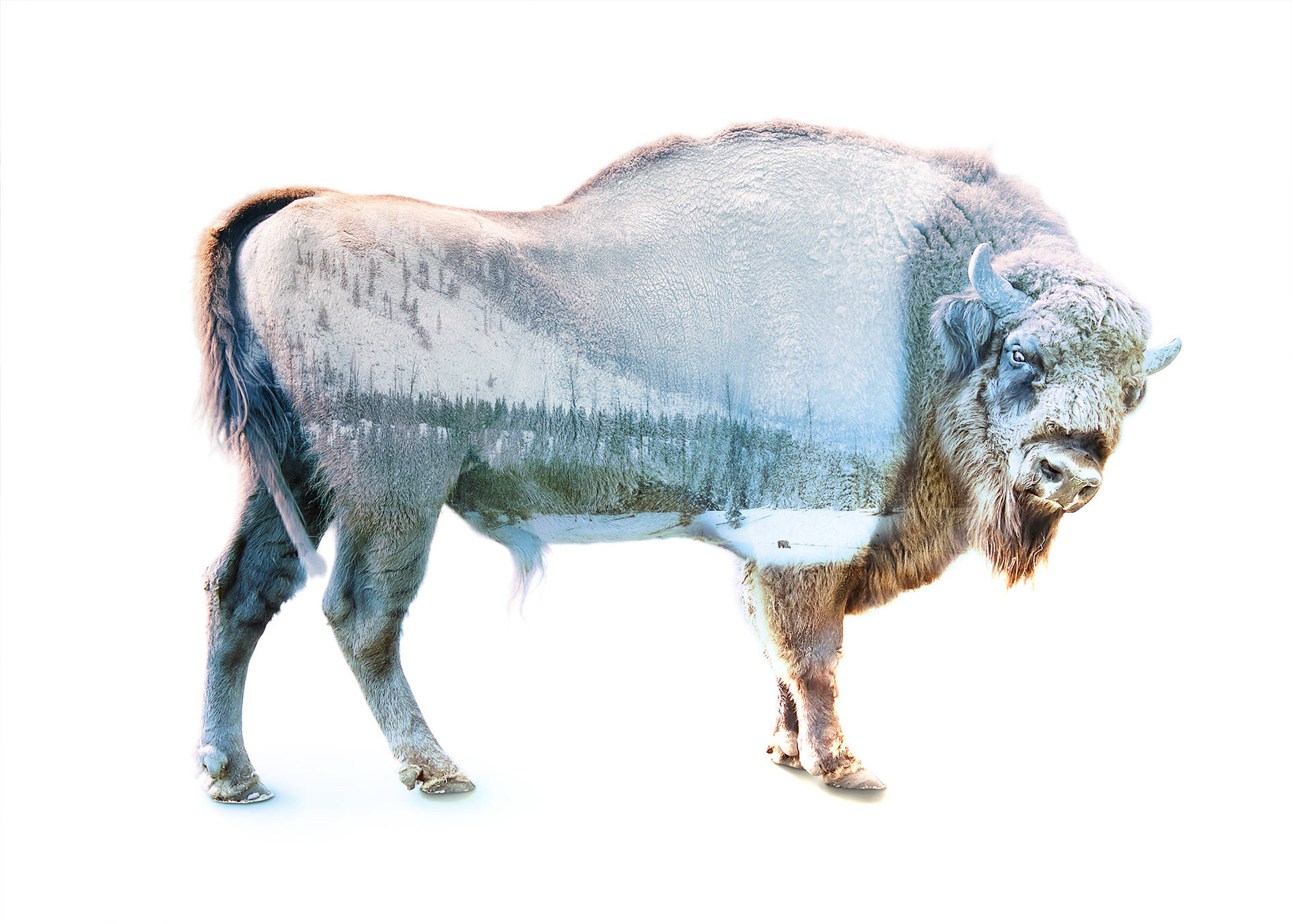 Buffalo, Winter, stark white background, Full HD Desktop Wallpaper