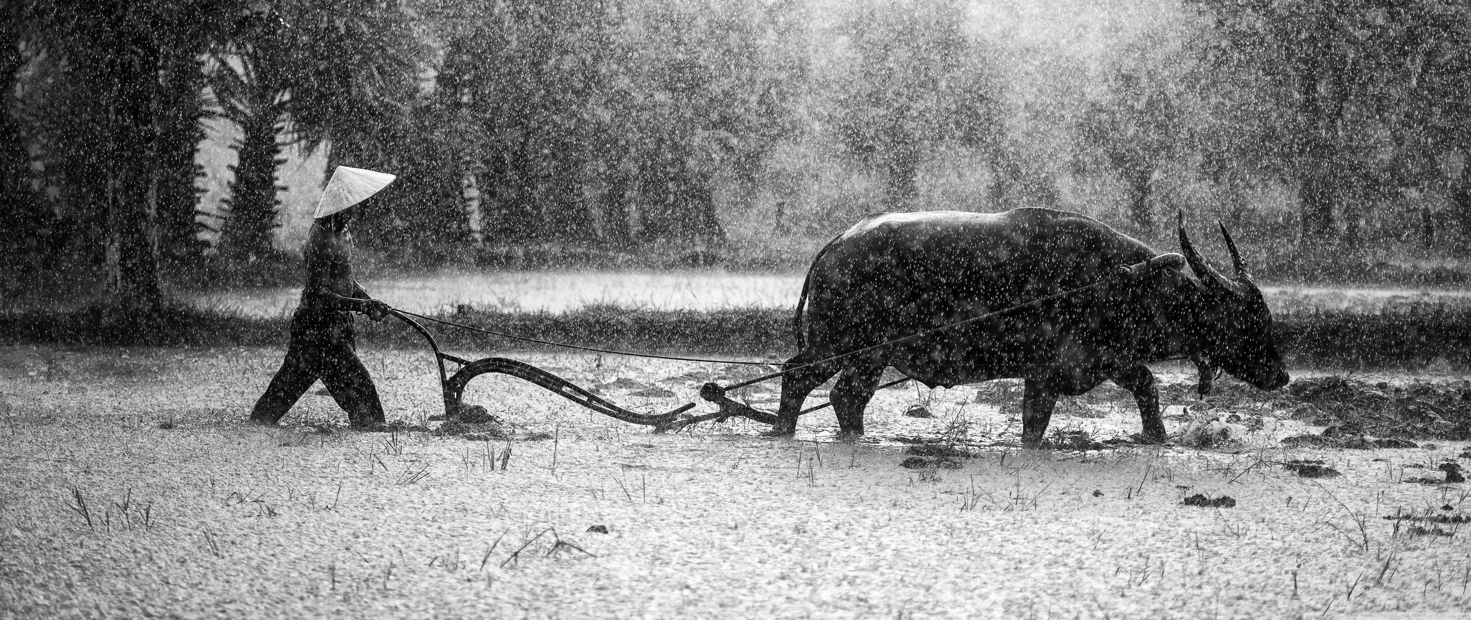 water buffalo, farmer, conical hat, 5K Desktop Wallpaper