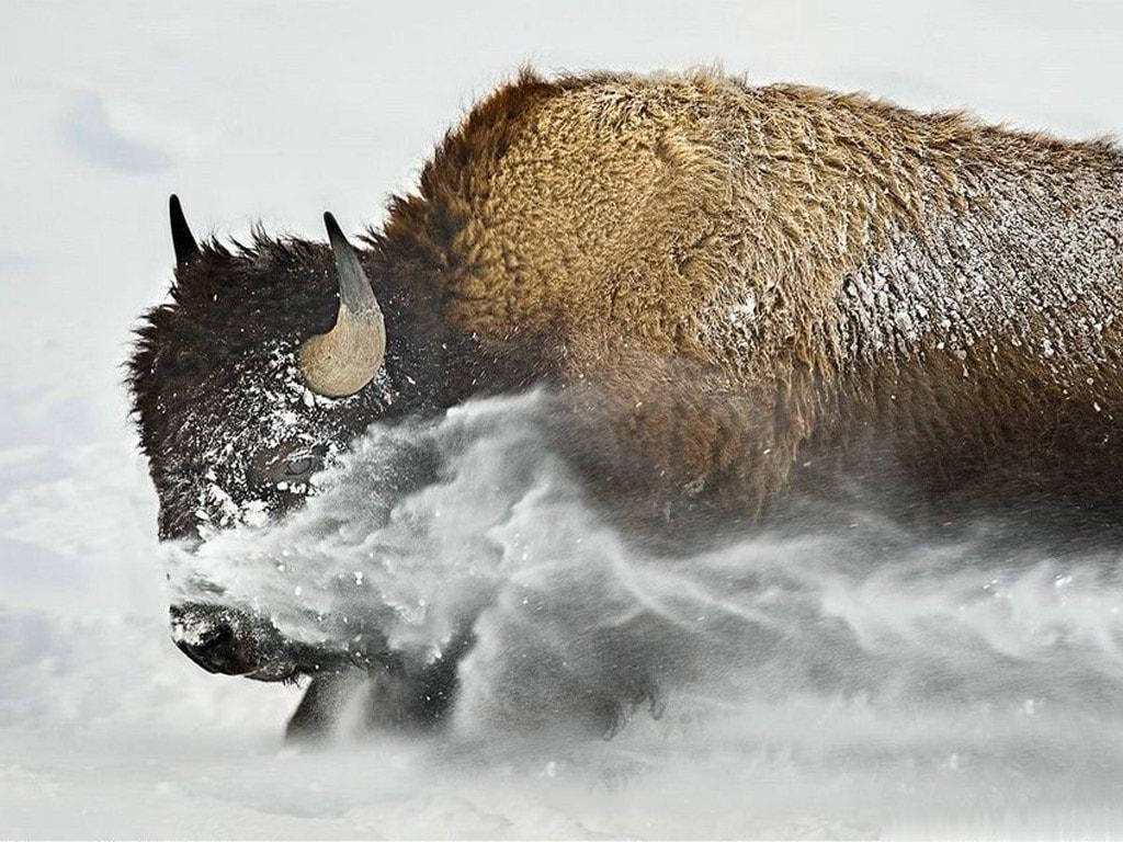 Brown Buffalo, winter storm, deep snow, SD Desktop Wallpaper