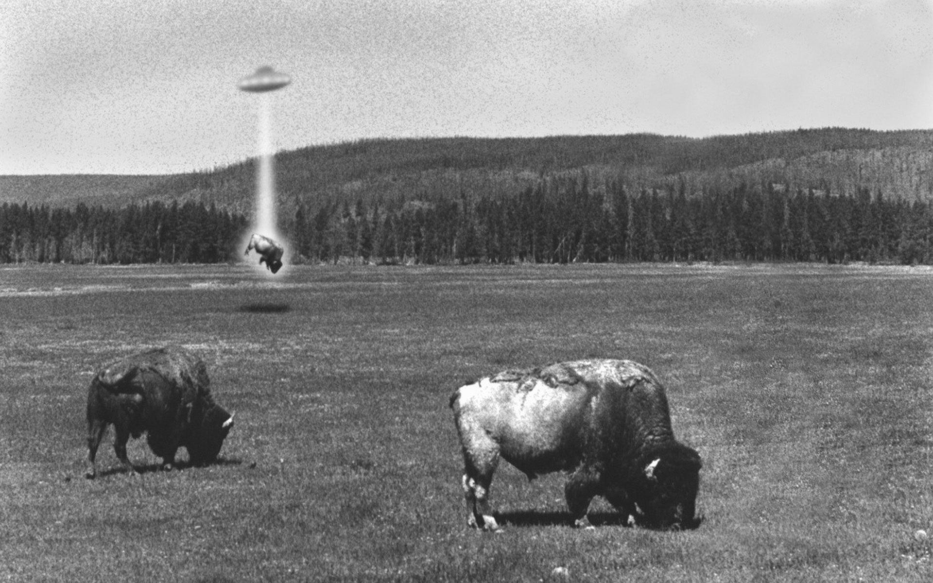 Buffalo, UFO beam, flying saucer, Full HD Desktop Wallpaper