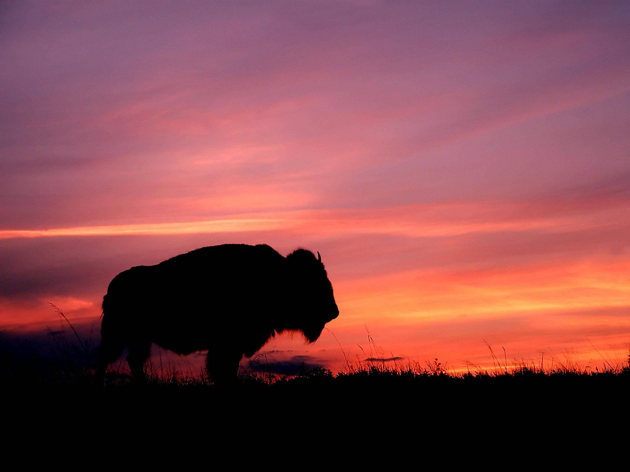 Buffalo, Sunset, fiery sunset sky, Full HD Desktop Wallpaper