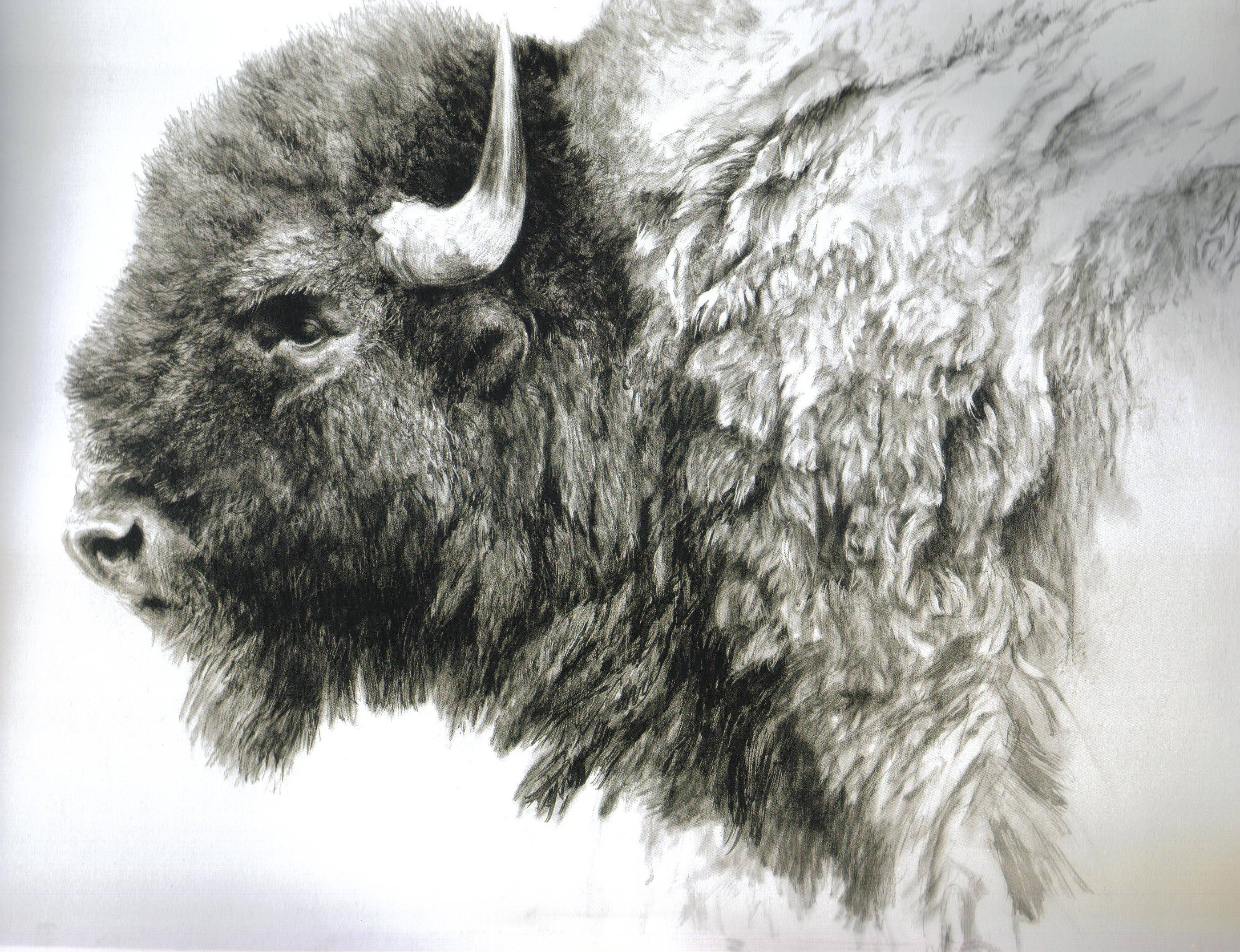 bison, pencil sketch, textured fur, 2K Desktop Wallpaper