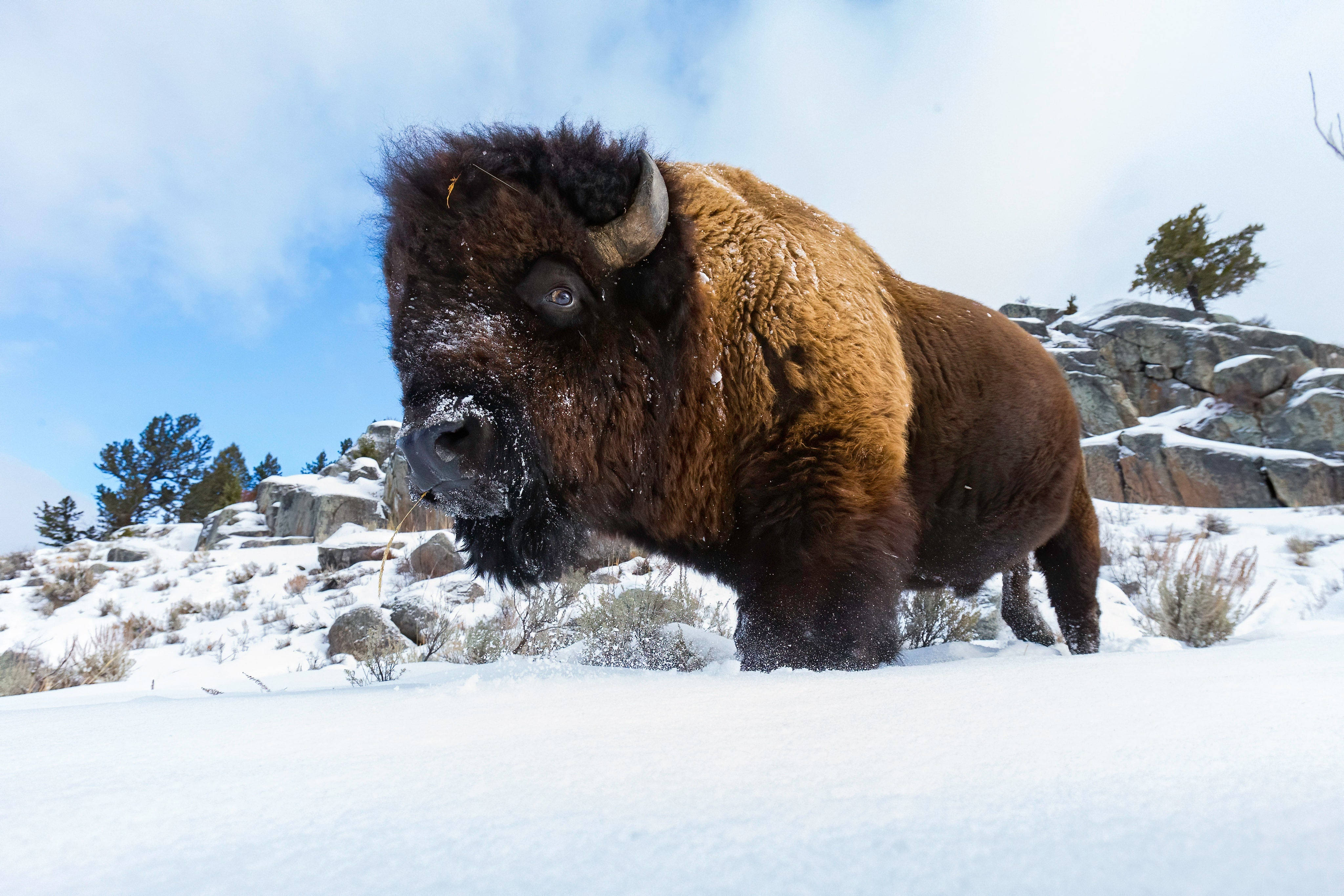 Brown Buffalo, Winter Snow, Rocky Hillside, 4K Desktop Wallpaper