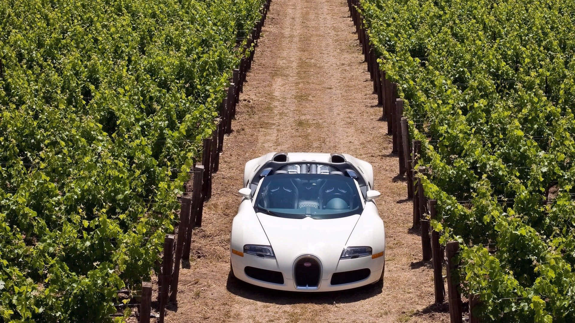 Bugatti Veyron, white, convertible, Full HD Desktop Wallpaper