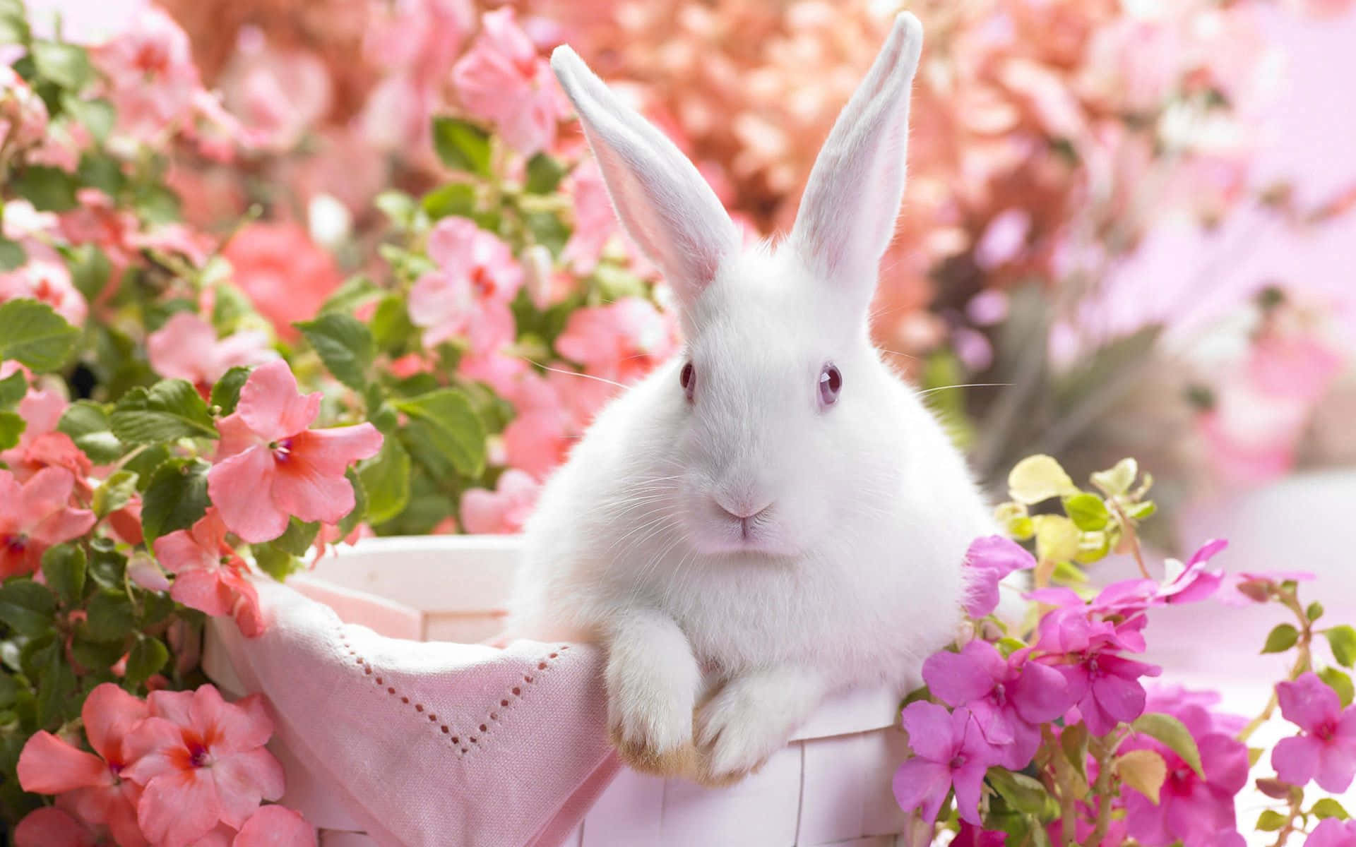 bunny, iPhone, fluffy white rabbit, Full HD Desktop Wallpaper