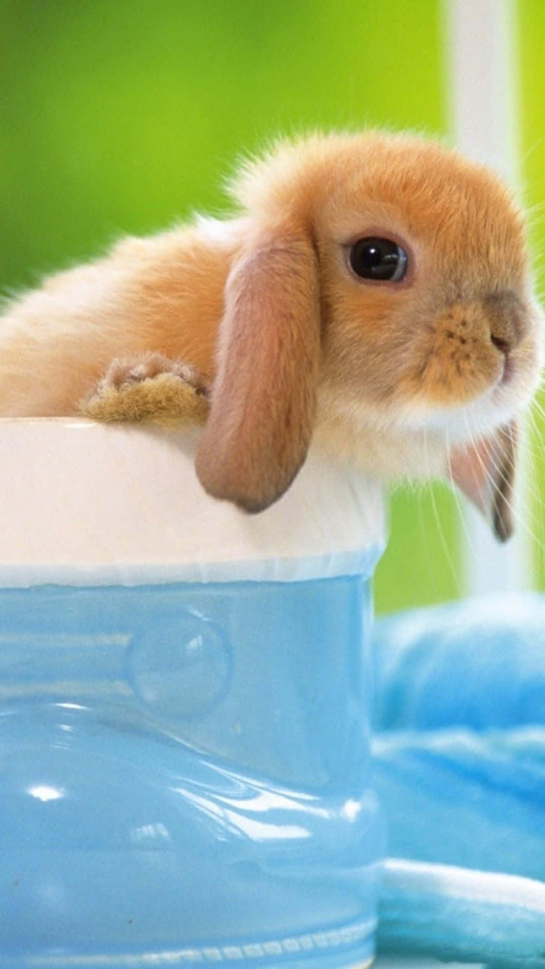 cute bunny iPhone, fluffy orange lop-eared bunny, glossy blue ceramic cup, Full HD Phone Wallpaper