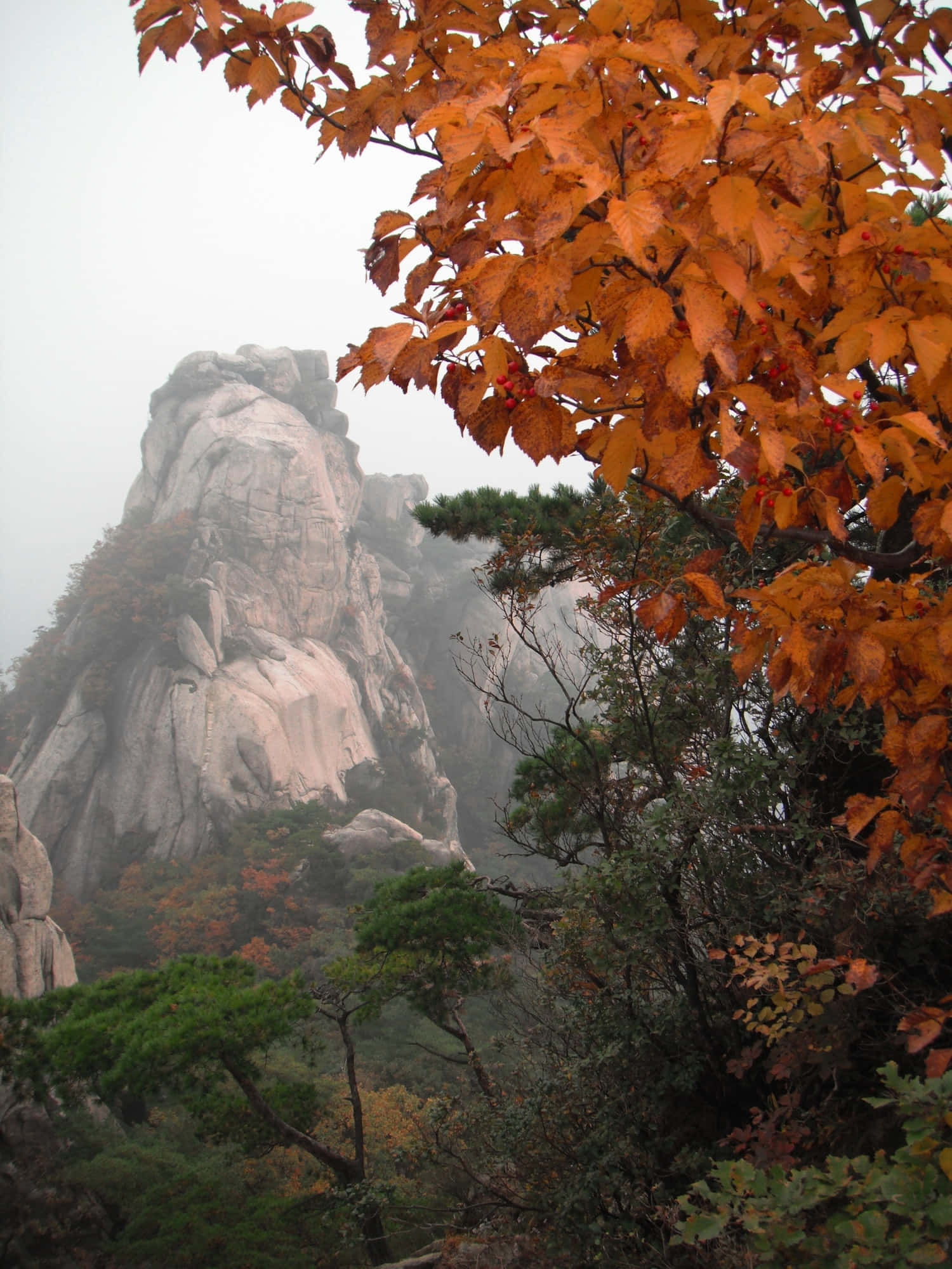 Bukhansan National Park, autumn mountain peak, vibrant orange leaves, Full HD Phone Wallpaper